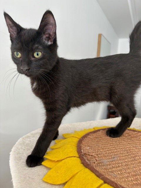 Dax (+ Sibling), a Adoptable Domestic Short Hair in Richmond Hill, ON image 3/3