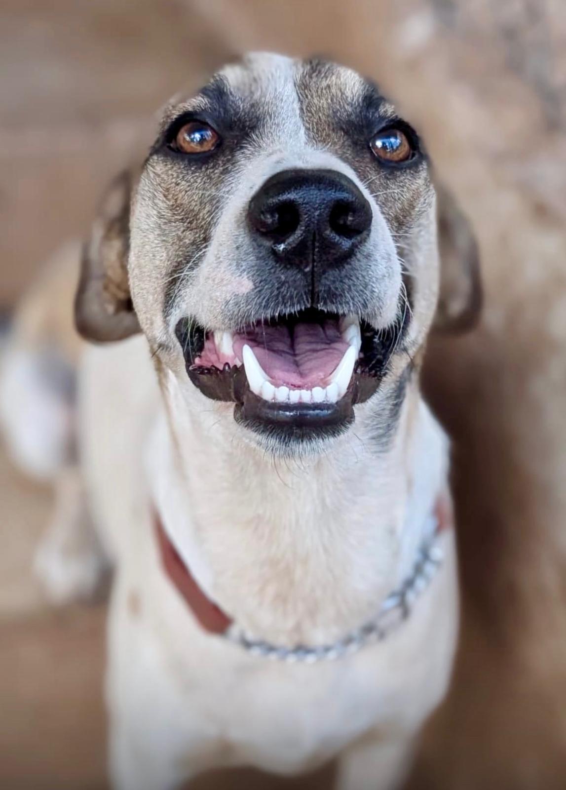 Jack (Foster-to-Adopt), a ADOPTABLE mixed breed in Mississauga, ON image 1/6