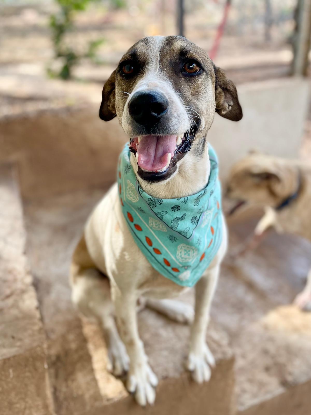 Jack (Foster-to-Adopt), a ADOPTABLE mixed breed in Mississauga, ON image 6/6