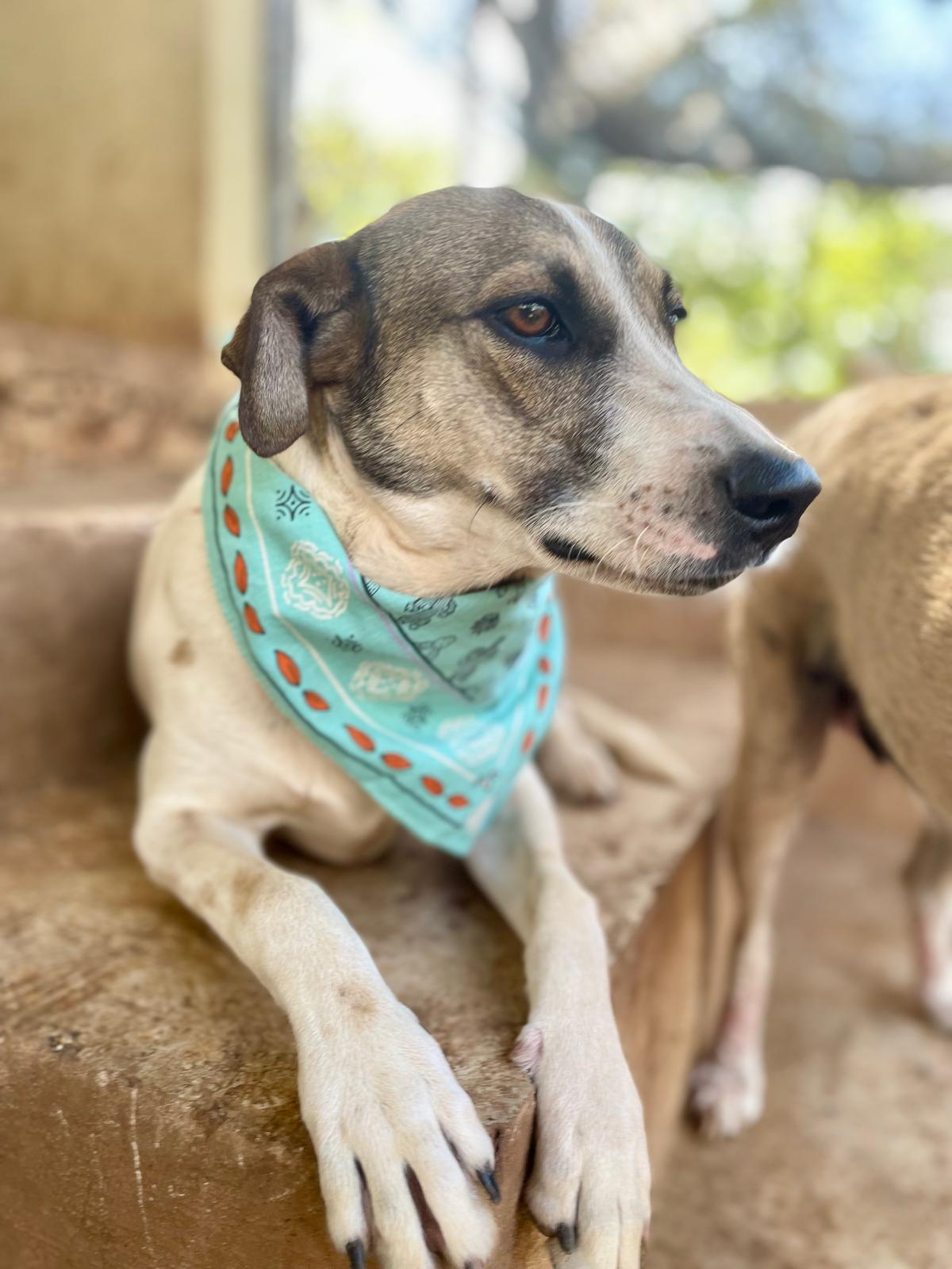 Jack (Foster-to-Adopt), a ADOPTABLE mixed breed in Mississauga, ON image 3/6