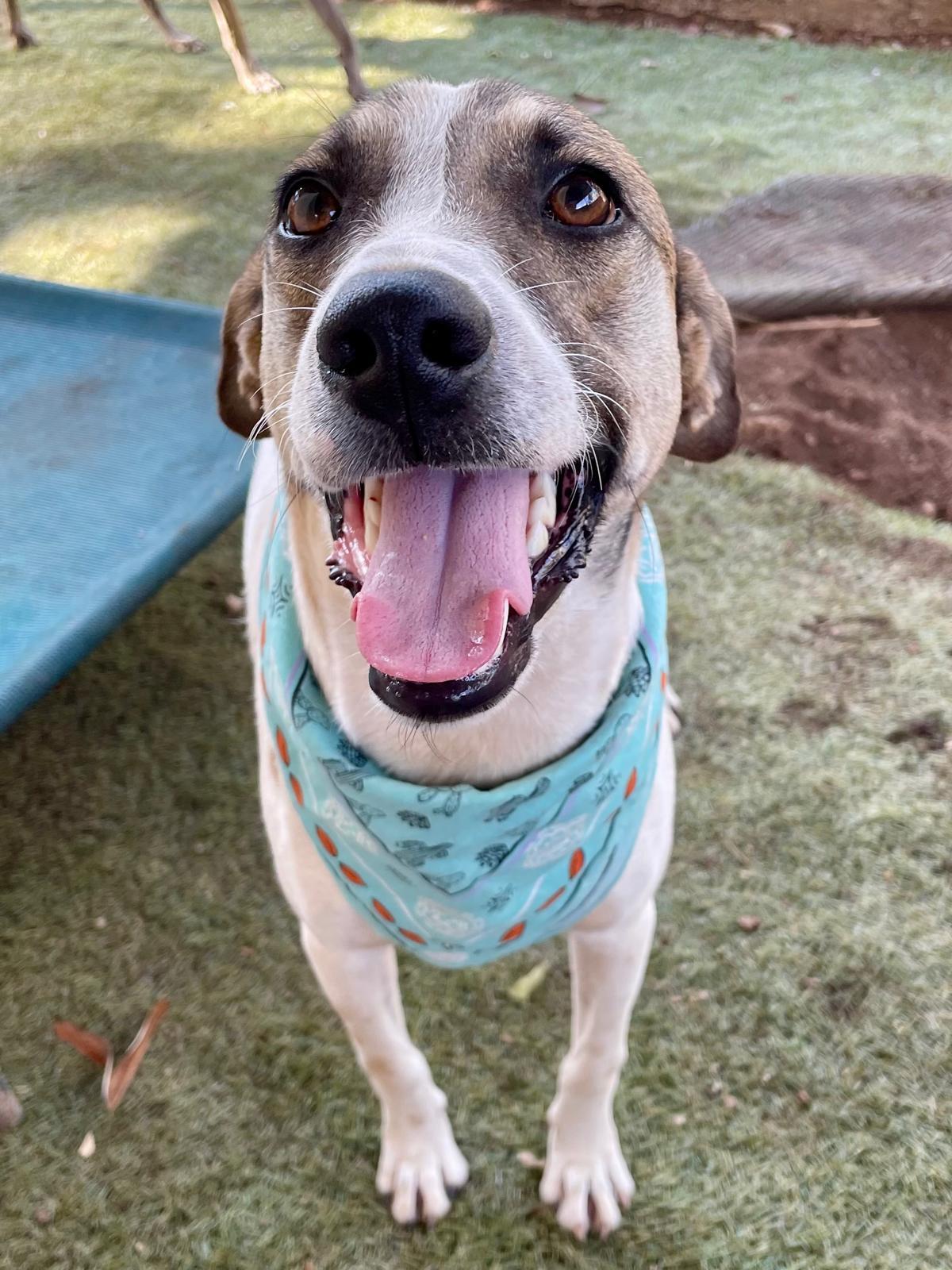 Jack (Foster-to-Adopt), a ADOPTABLE mixed breed in Mississauga, ON image 4/6