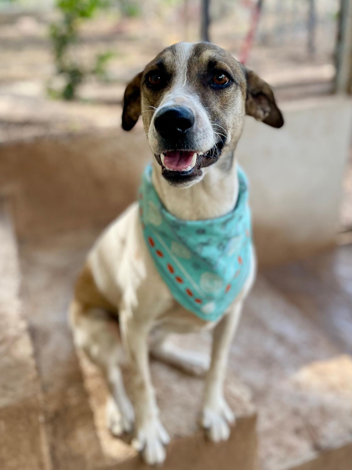 Jack (Foster-to-Adopt), a ADOPTABLE mixed breed in Mississauga, ON image 5/6