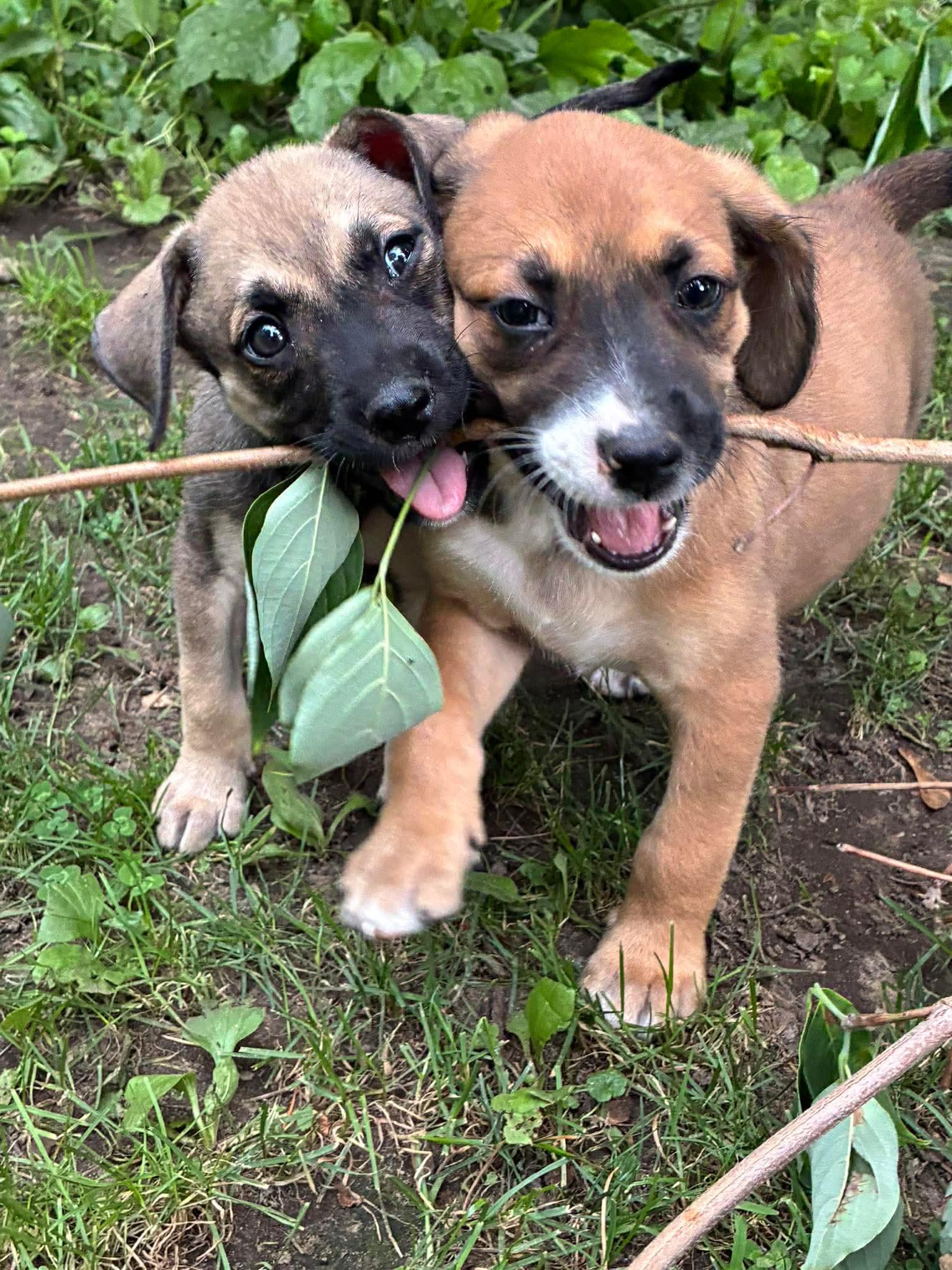 Apollo, an adopted mixed breed in Rochester, NY image 4/5