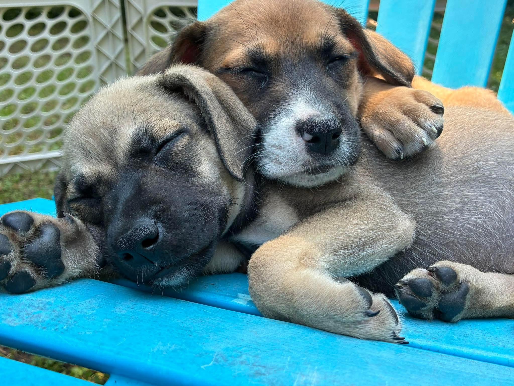 Apollo, an adopted mixed breed in Rochester, NY image 3/5