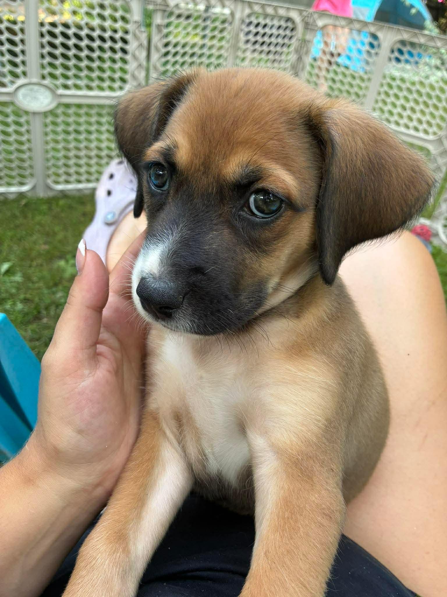 Apollo, an adopted mixed breed in Rochester, NY image 5/5