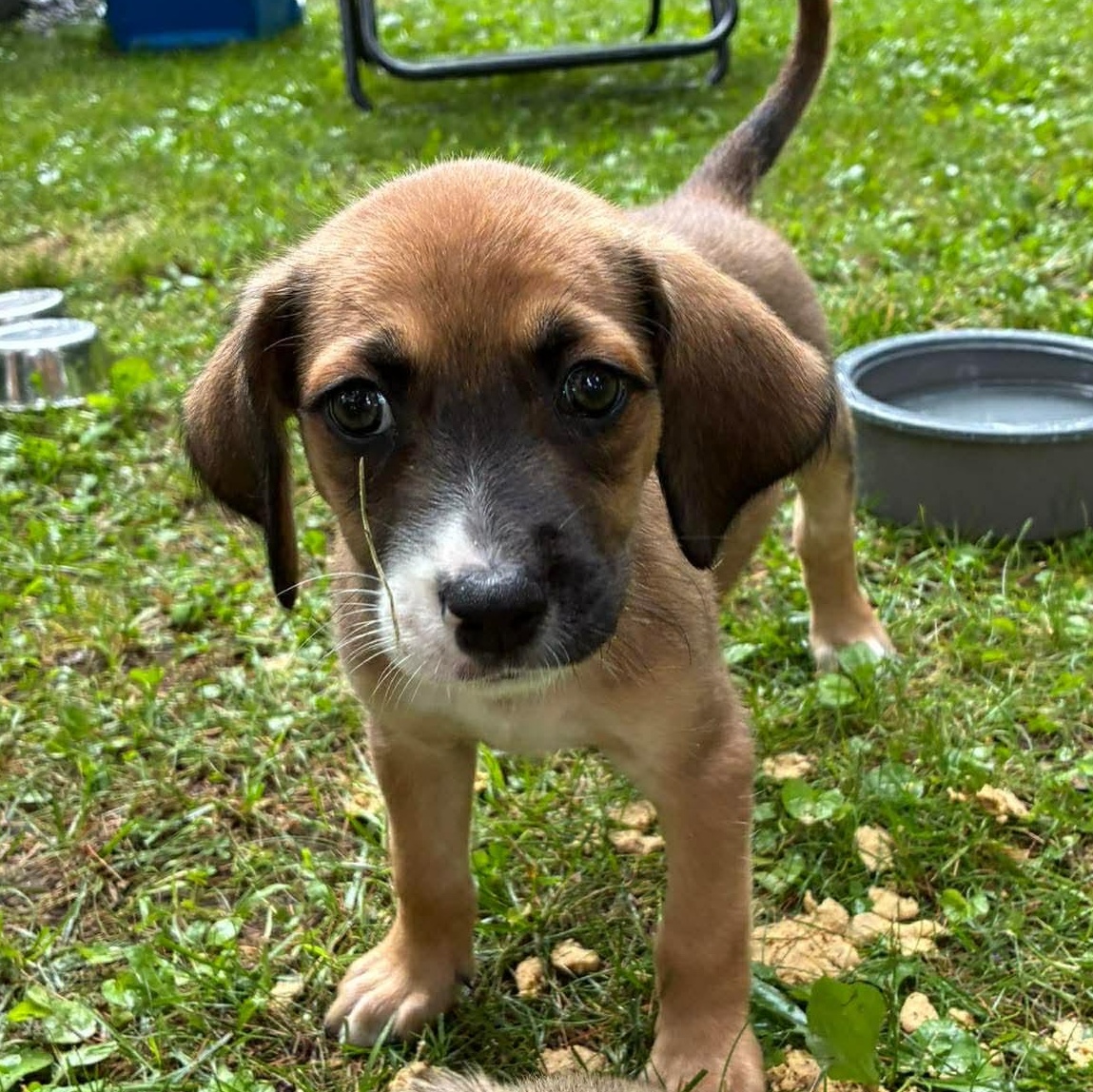 Apollo, an adopted mixed breed in Rochester, NY image 2/5