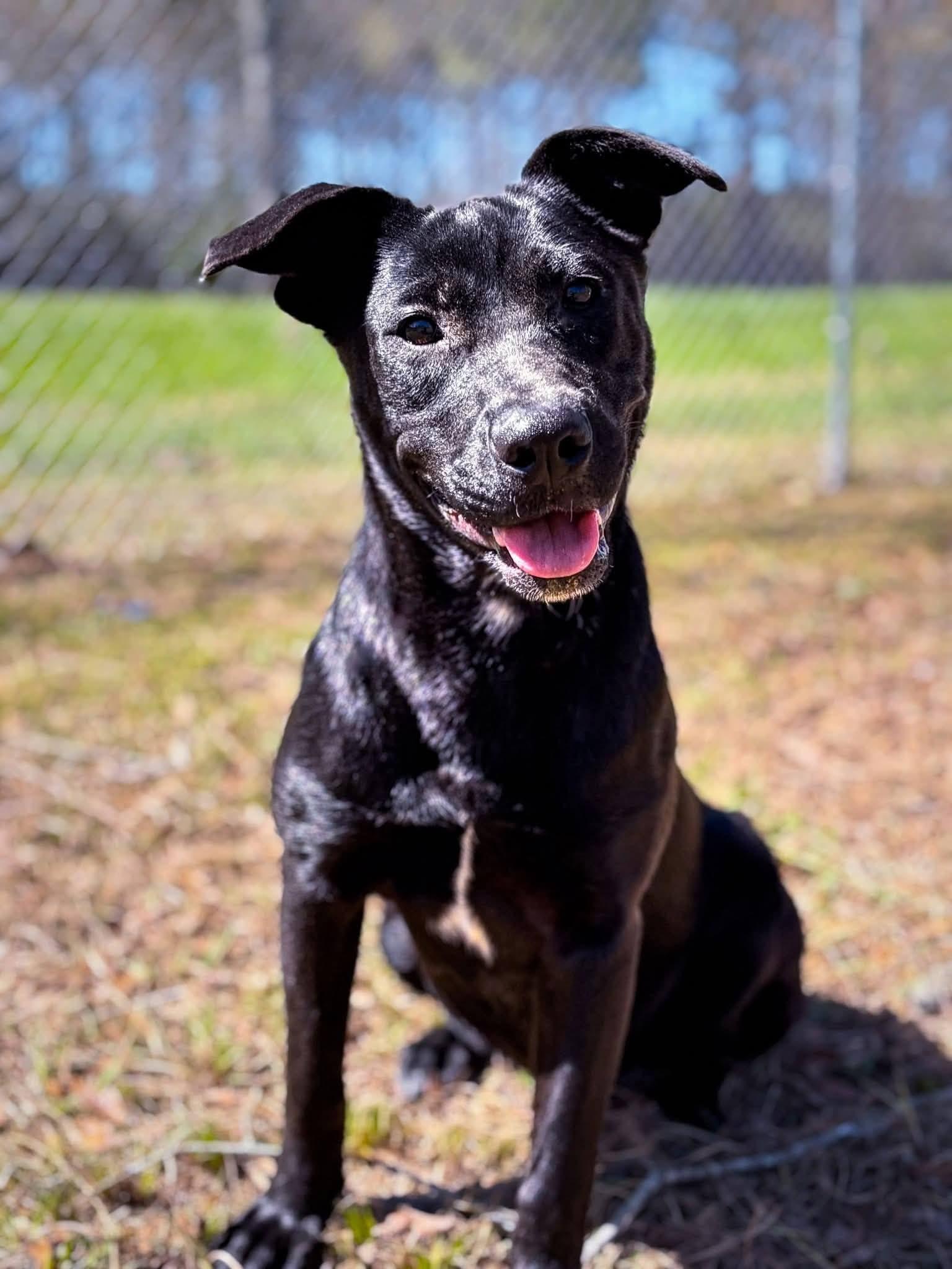 Xena, Adoptable, Adult Female Black Labrador Retriever & Akita.