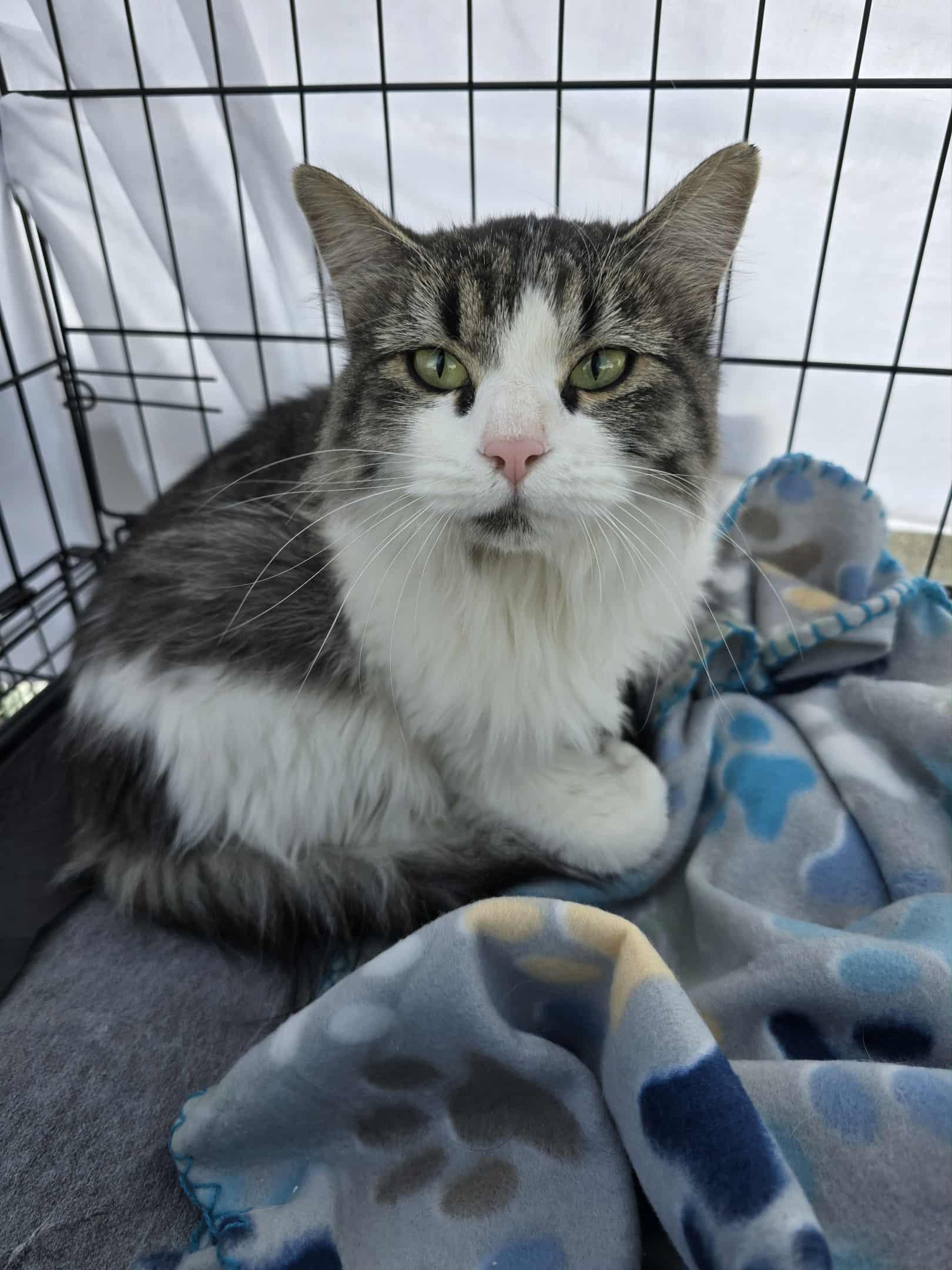 Cruella, an adoptable Domestic Long Hair in Price, UT, 84501 | Photo Image 2