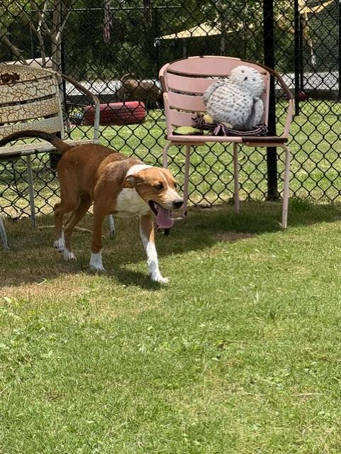 Enlarge RIDGE, a Adoptable mixed breed in Lynn Haven, FL image 3/3