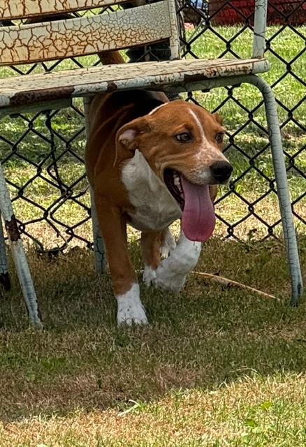 RIDGE, Adoptable, Young Male English Foxhound.