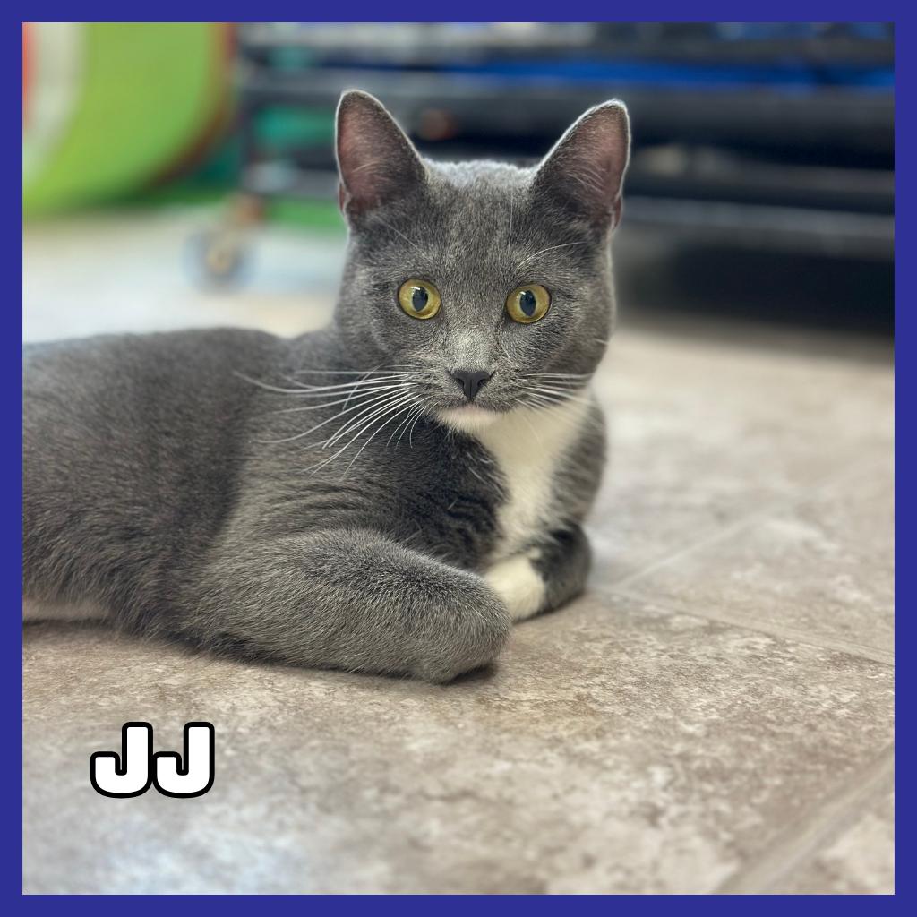 Enlarge JJ, a Adoptable Domestic Short Hair in Glenwood, MN image 1/2