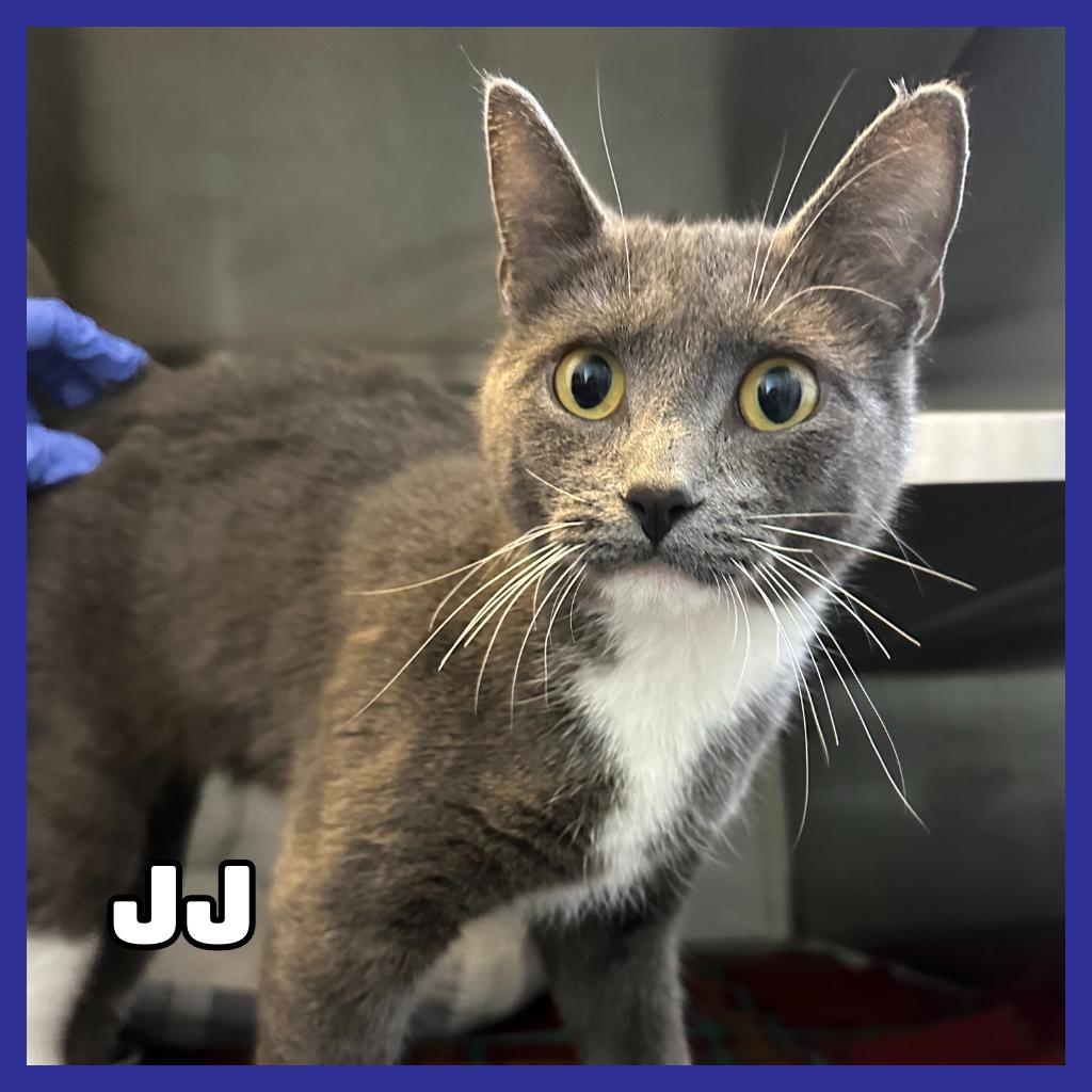 Enlarge JJ, a Adoptable Domestic Short Hair in Glenwood, MN image 2/2