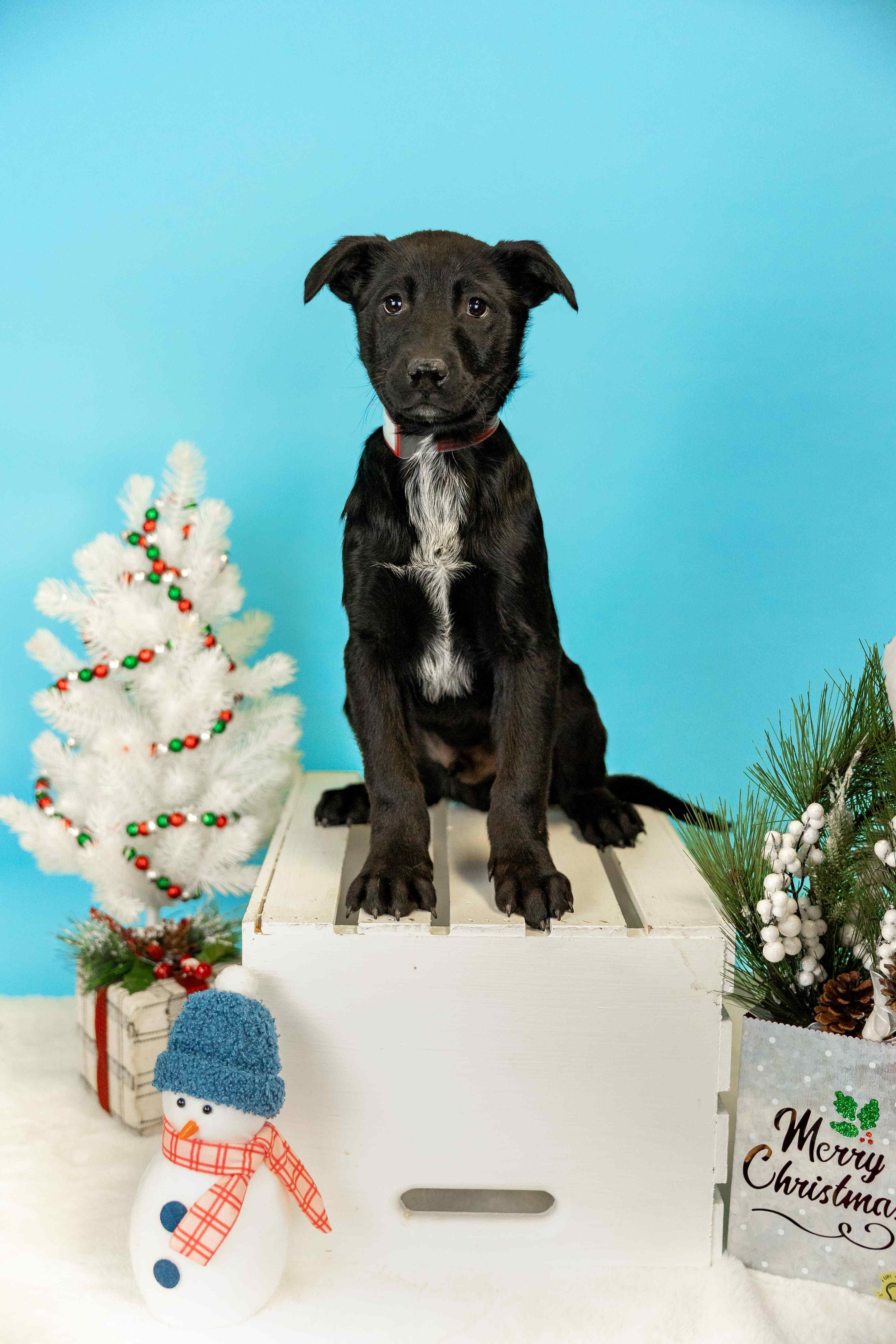 1079-25, ADOPTABLE, Young Male Labrador Retriever.