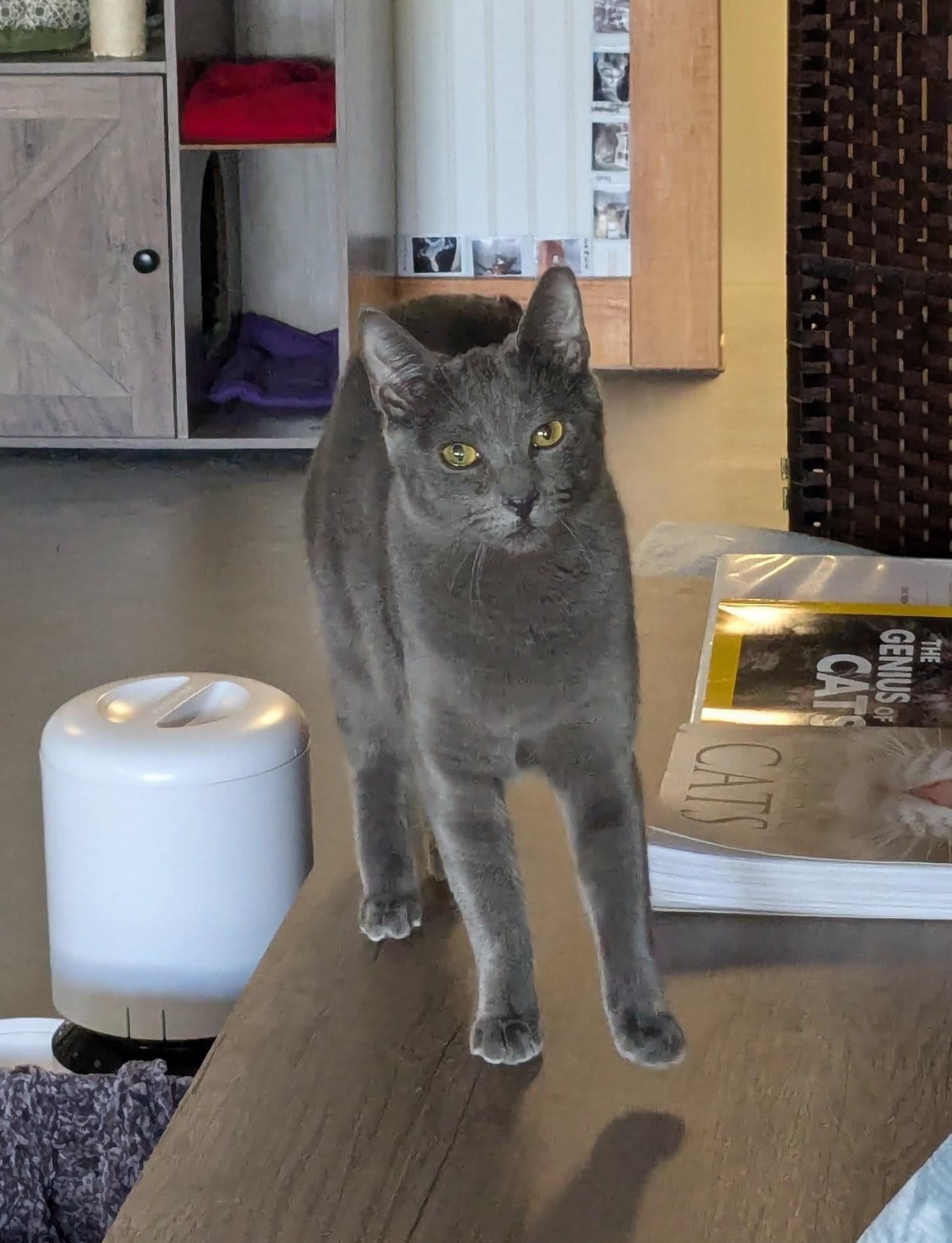 Narita, Adoptable, Young Female Domestic Short Hair.