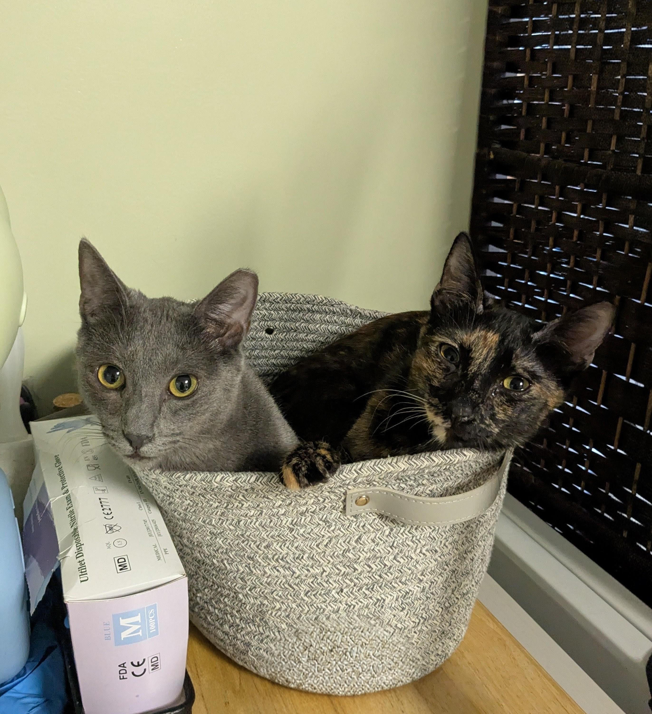 Narita, Adoptable, Young Female Domestic Short Hair.