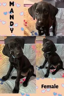 Mandy - "Duck" Litter, ADOPTABLE, Puppy Female Labrador Retriever.