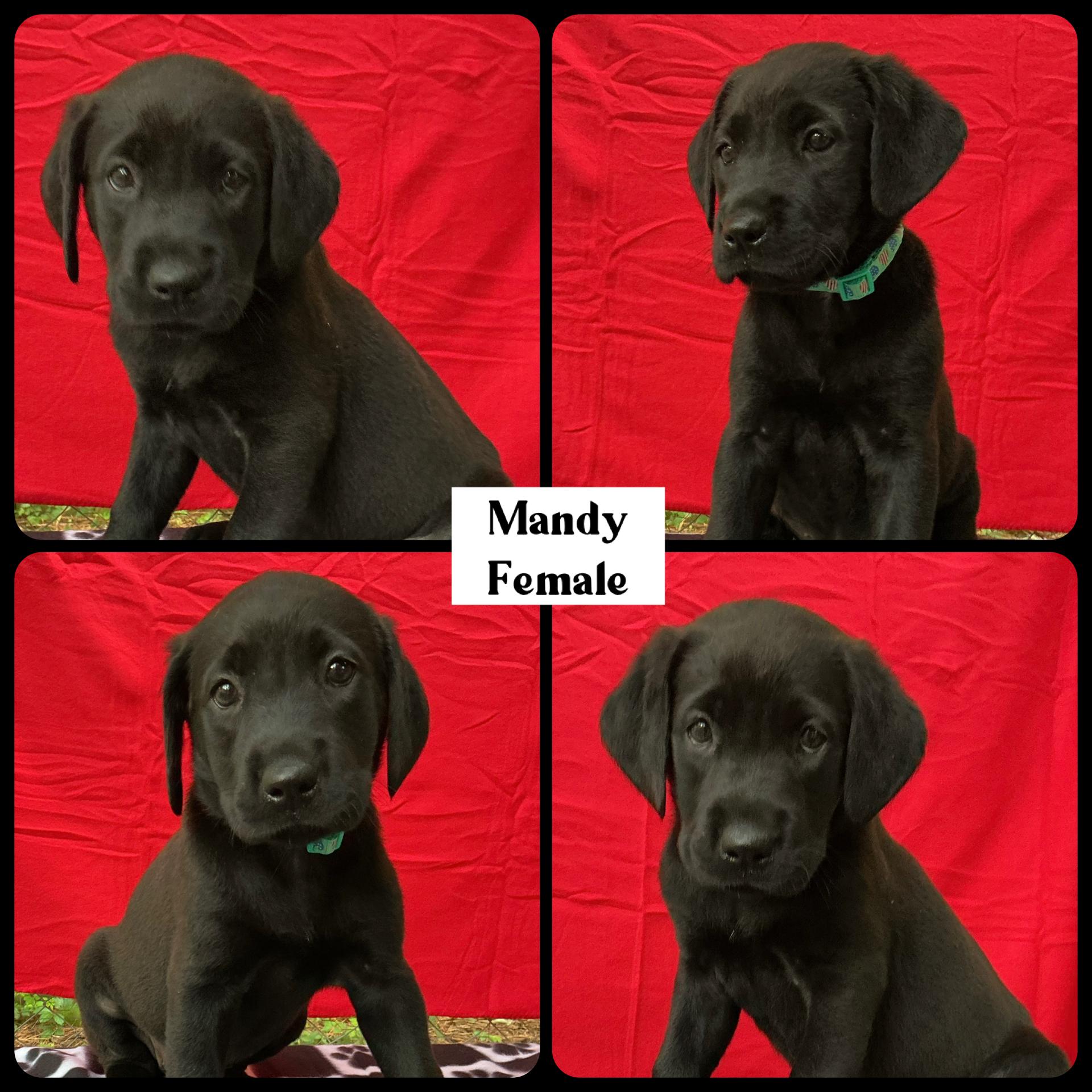Enlarge Mandy - "Duck" Litter, a ADOPTABLE Labrador Retriever in Warrington, PA image 2/5