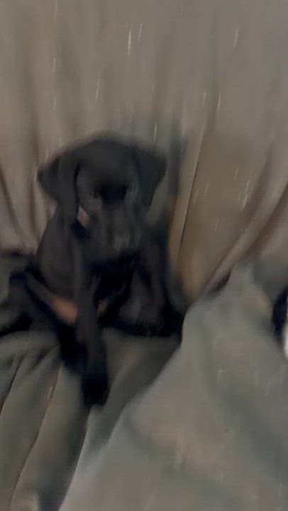 Enlarge Mandy - "Duck" Litter, an adopted Labrador Retriever in Warrington, PA video 5/5