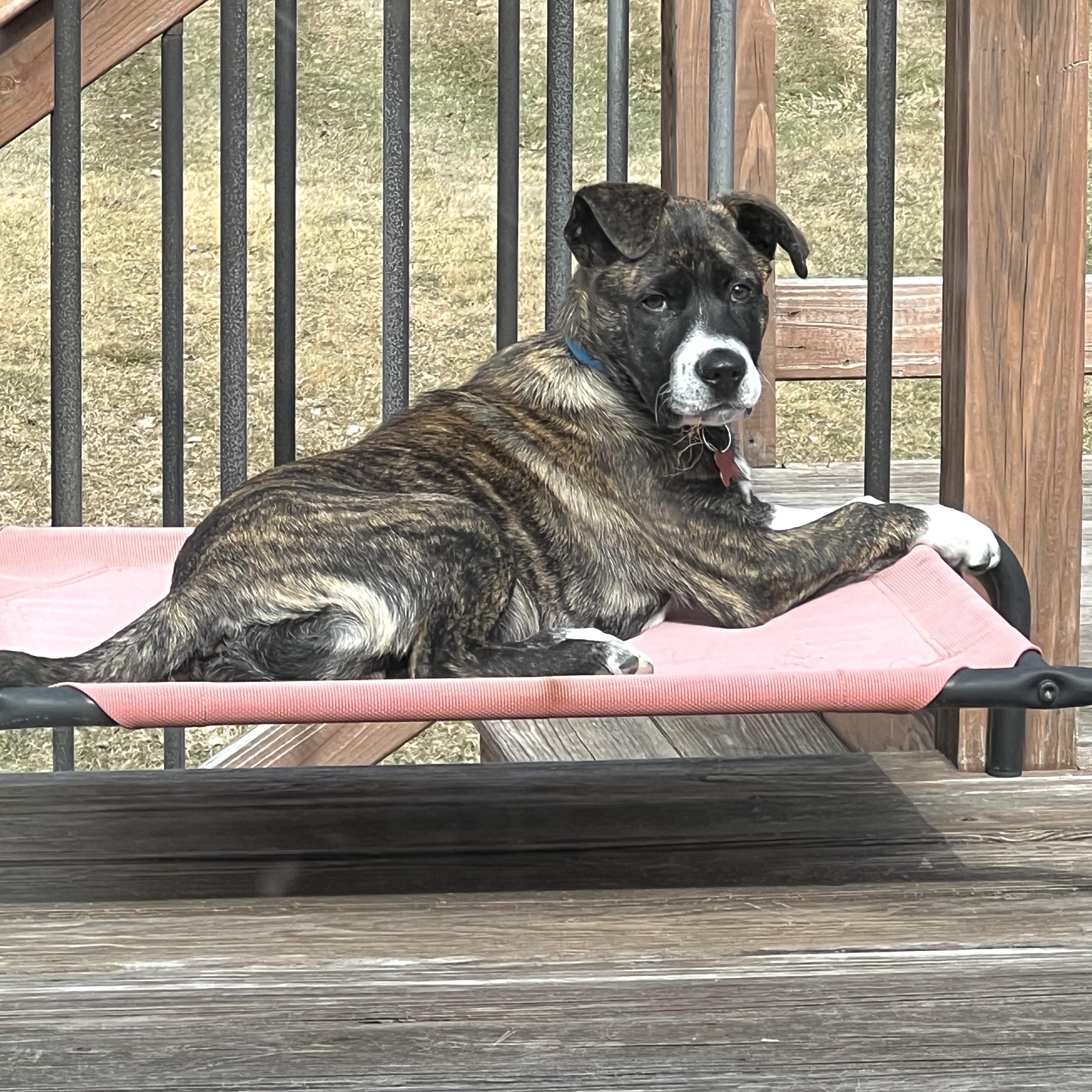 Enlarge Andy, a ADOPTABLE mixed breed in Prior Lake, MN image 3/6