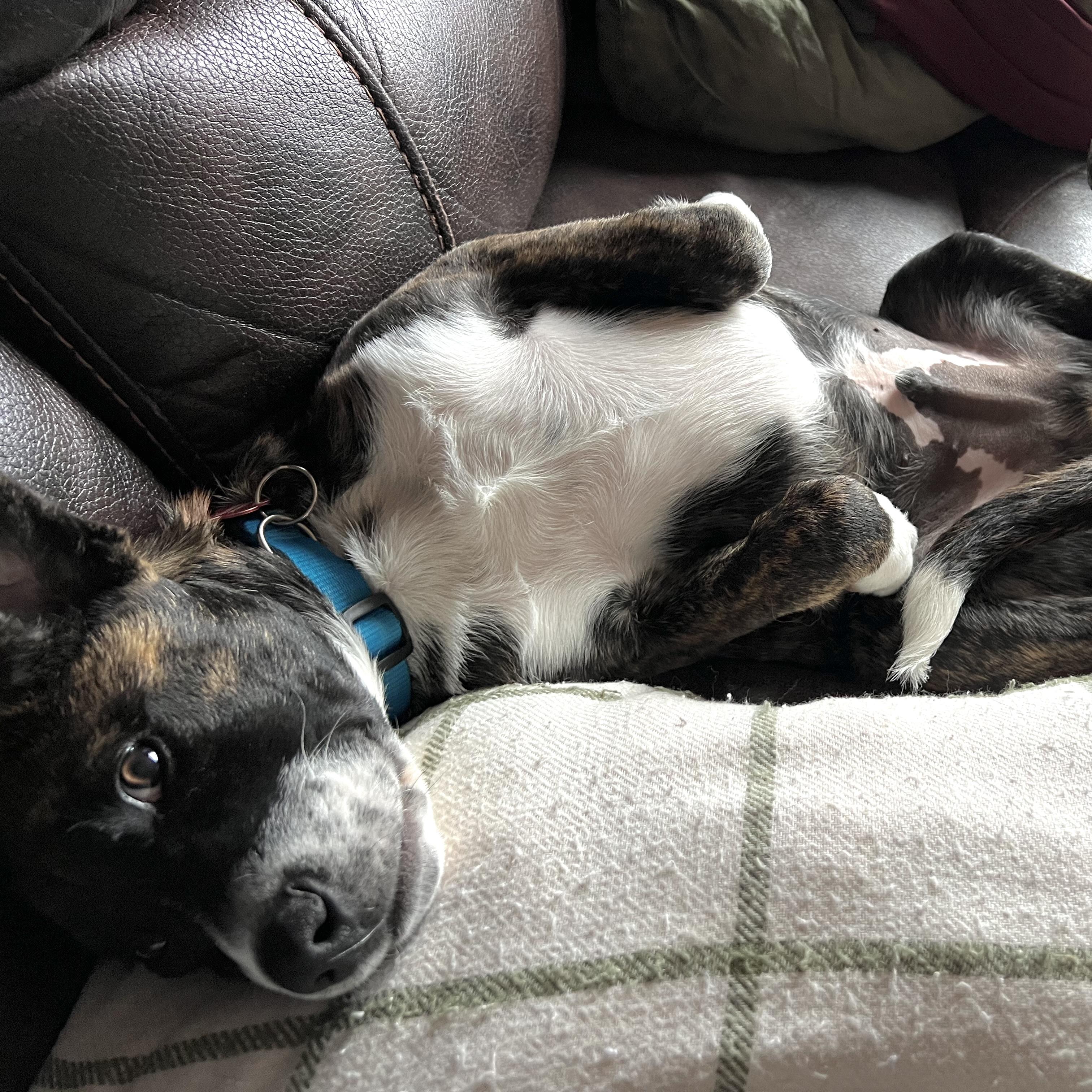 Enlarge Andy, a ADOPTABLE mixed breed in Prior Lake, MN image 4/6