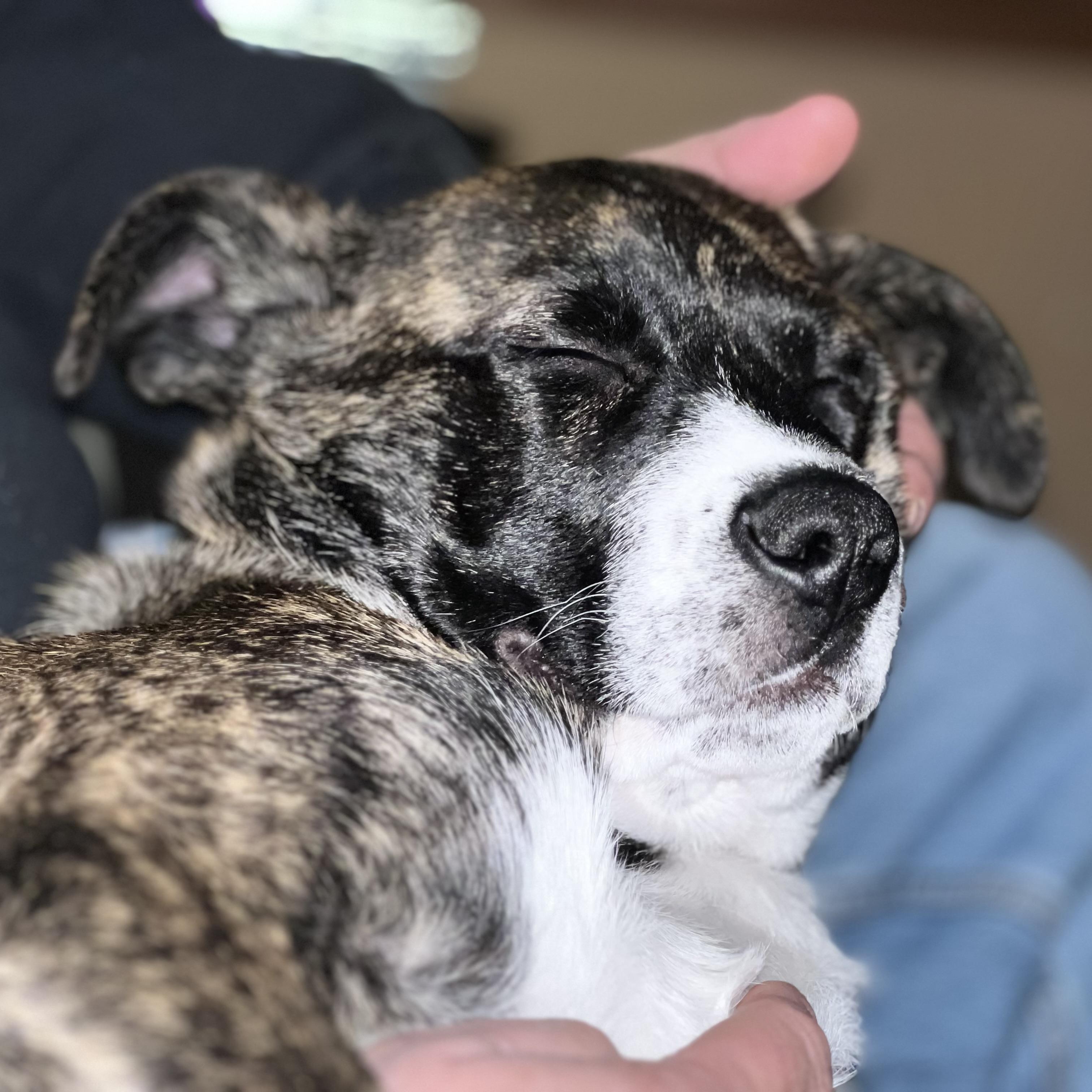 Enlarge Andy, a ADOPTABLE mixed breed in Prior Lake, MN image 5/6