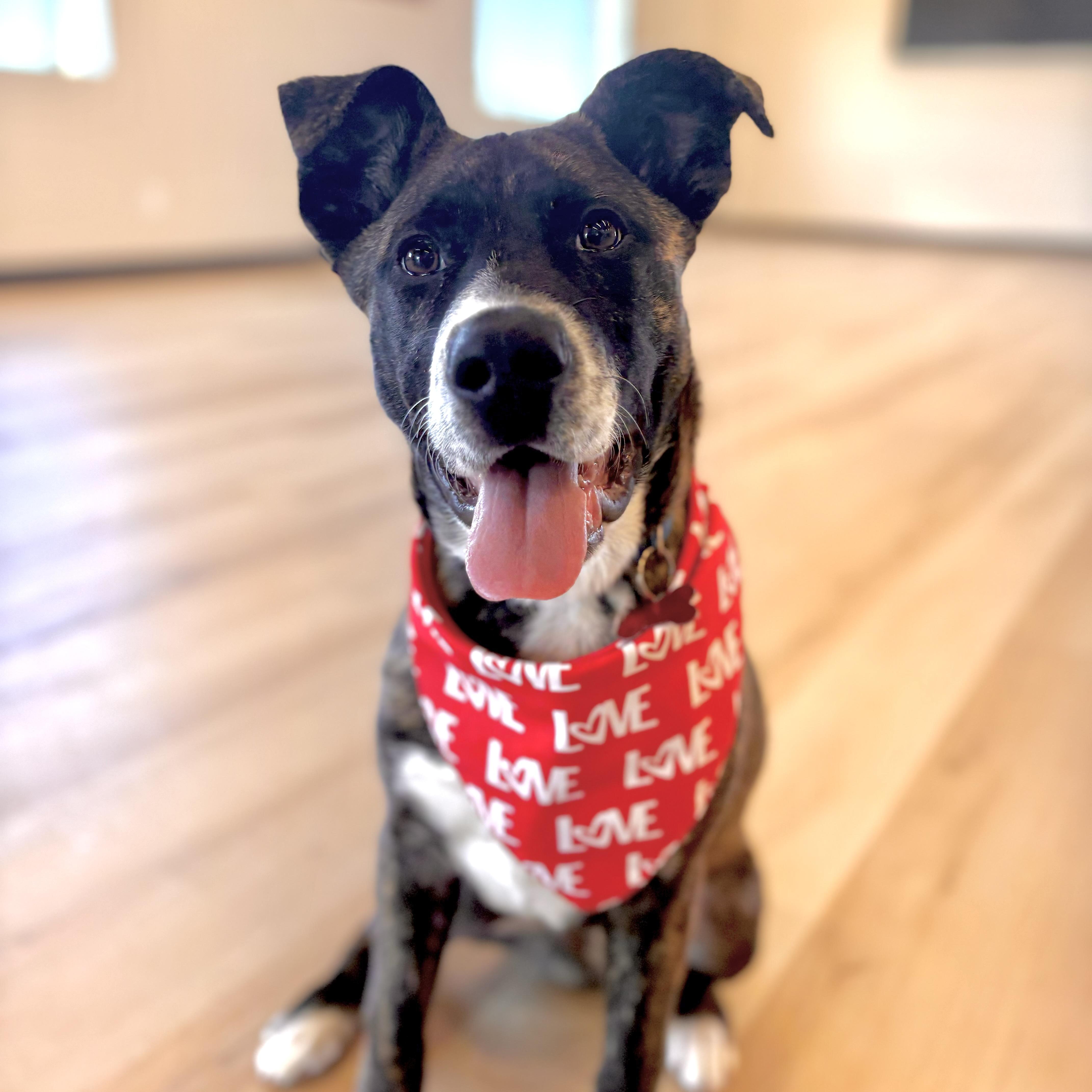 Enlarge Andy, a ADOPTABLE mixed breed in Prior Lake, MN image 5/6