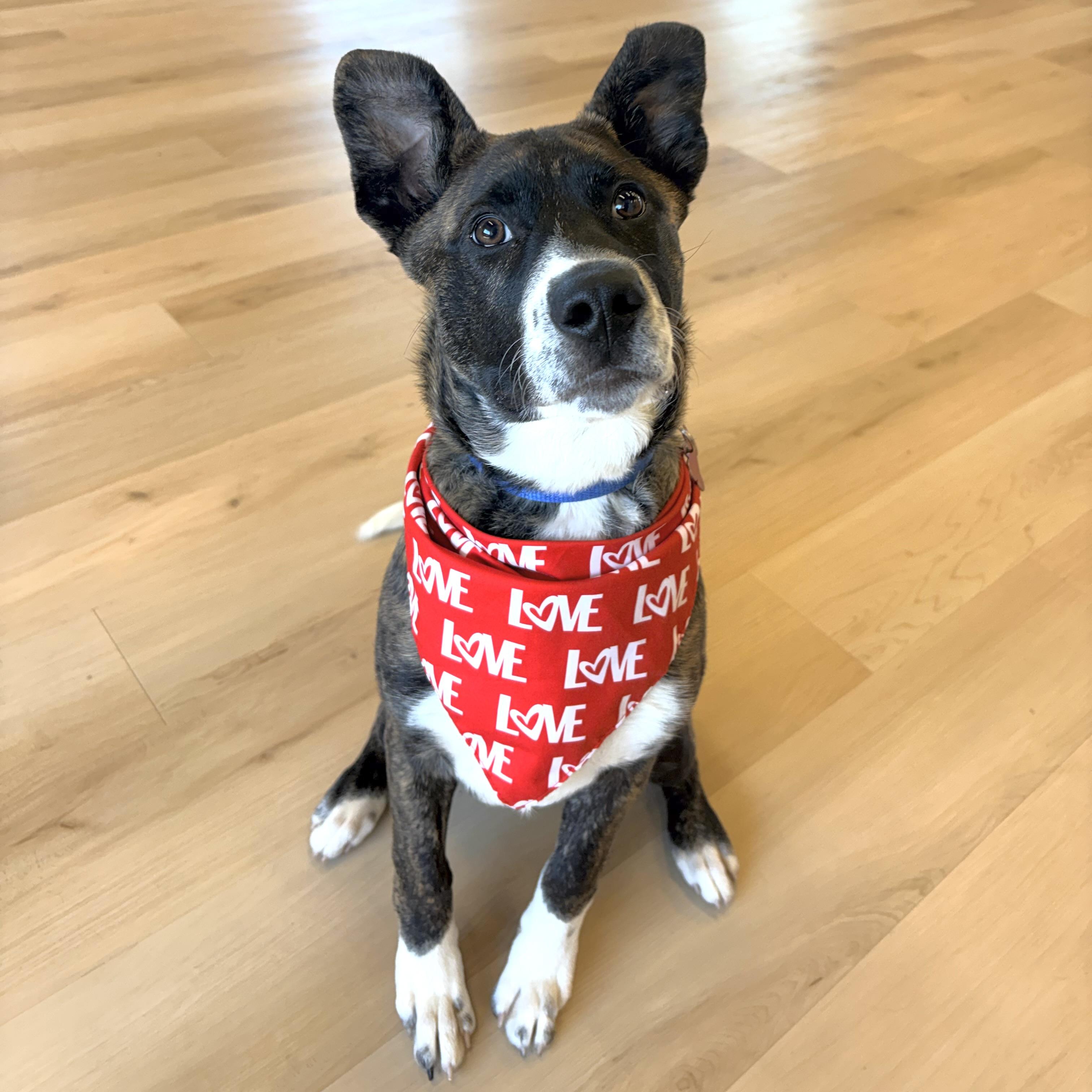 Enlarge Andy, a ADOPTABLE mixed breed in Prior Lake, MN image 2/6