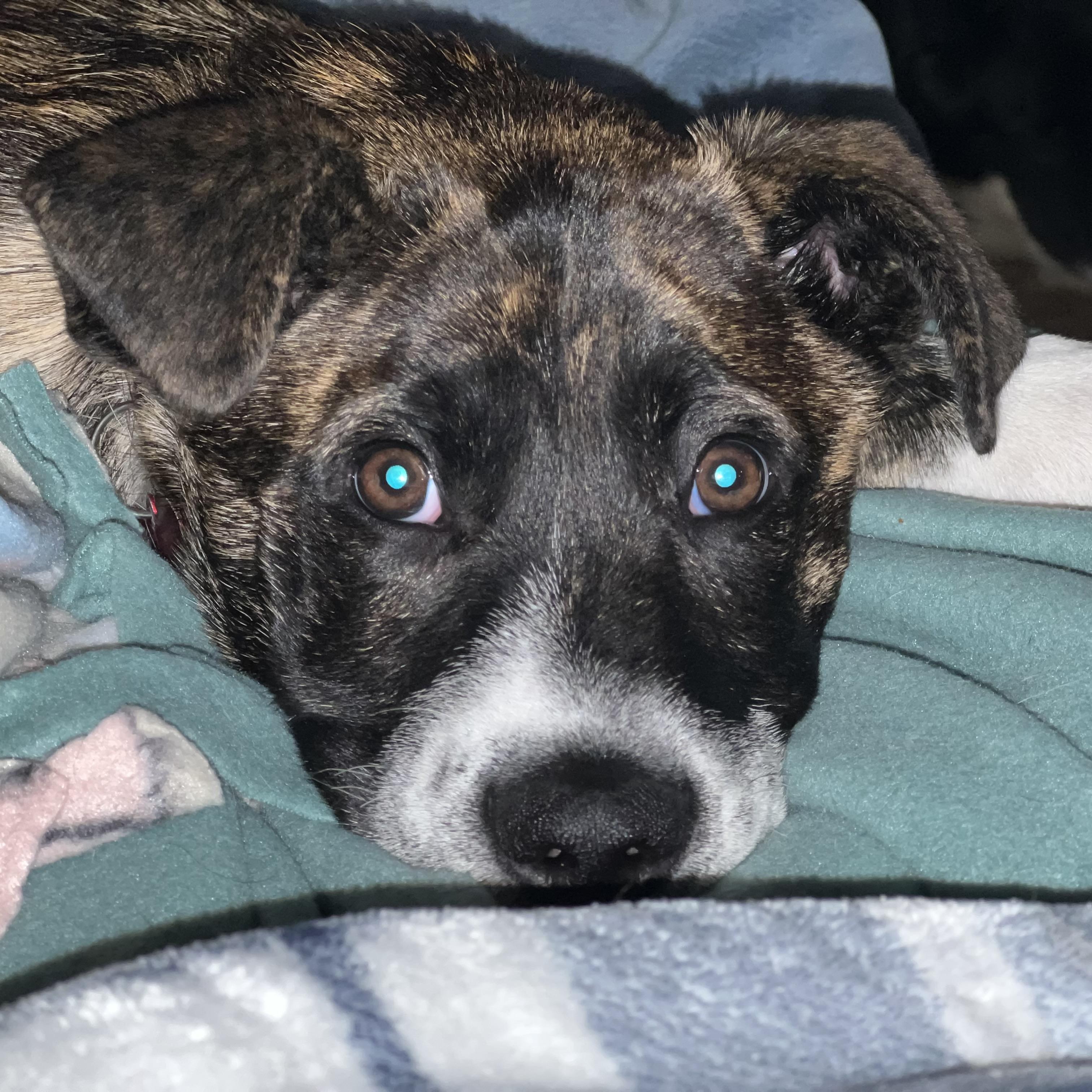 Andy, ADOPTABLE, Puppy Male Plott Hound & Mixed Breed.