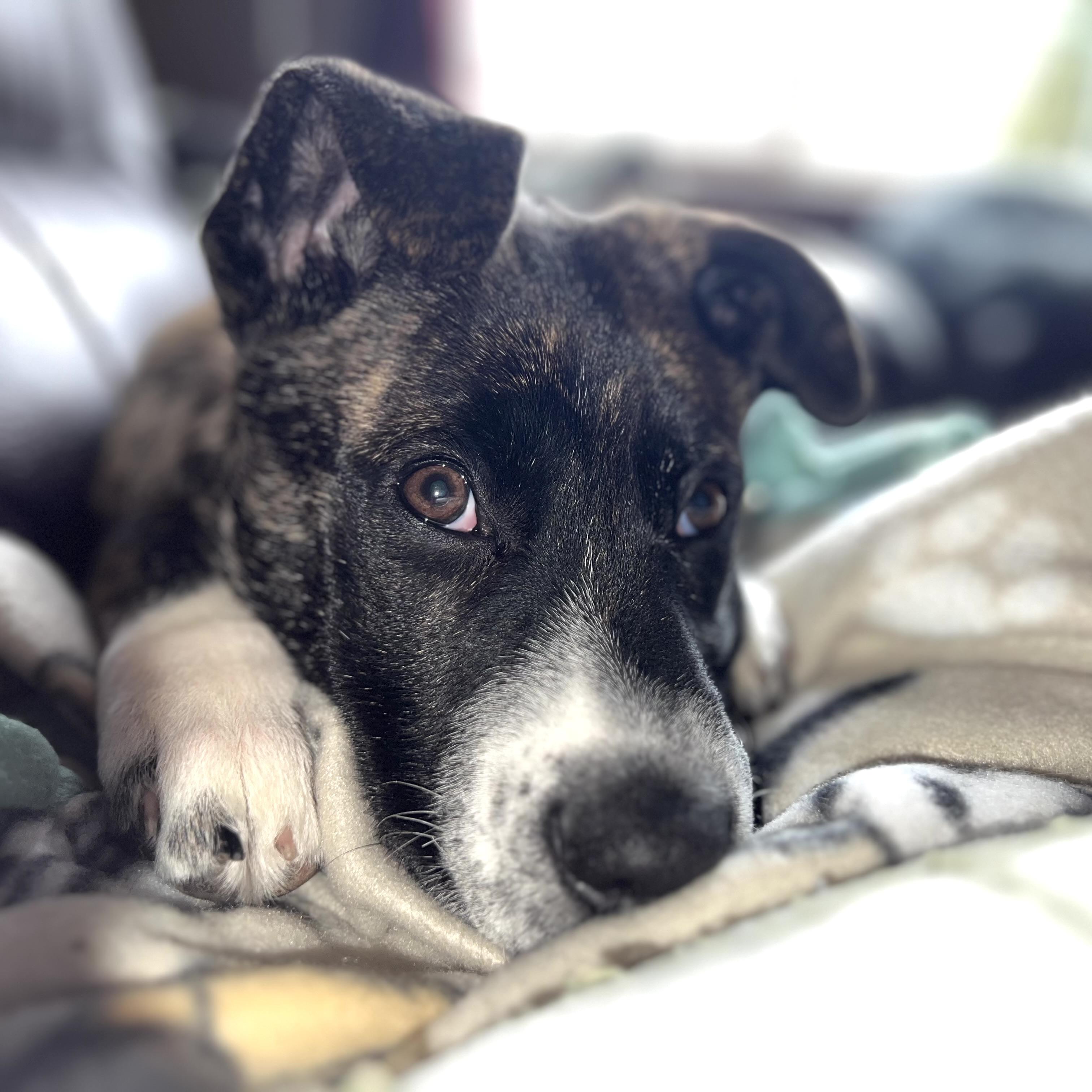 Enlarge Andy, a ADOPTABLE mixed breed in Prior Lake, MN image 2/6