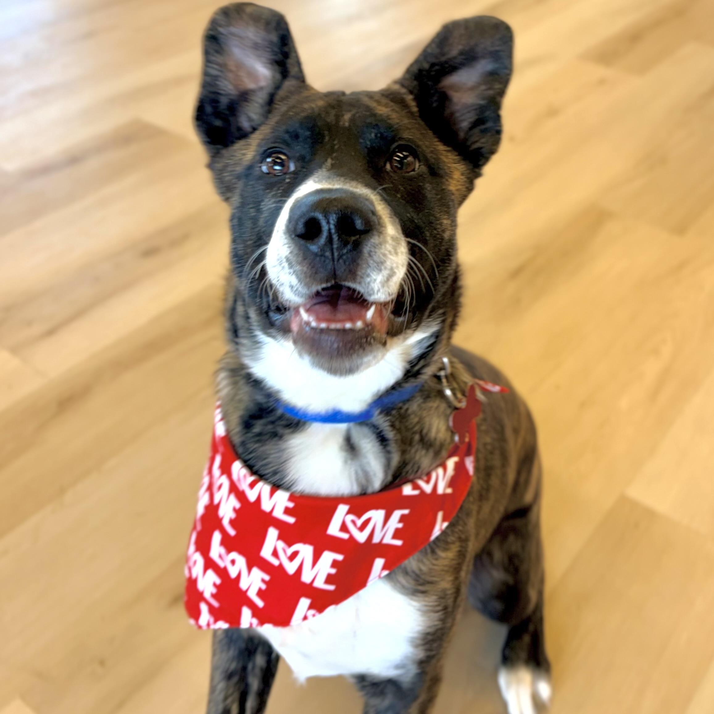 Andy, ADOPTABLE, Puppy Male Plott Hound & Mixed Breed.