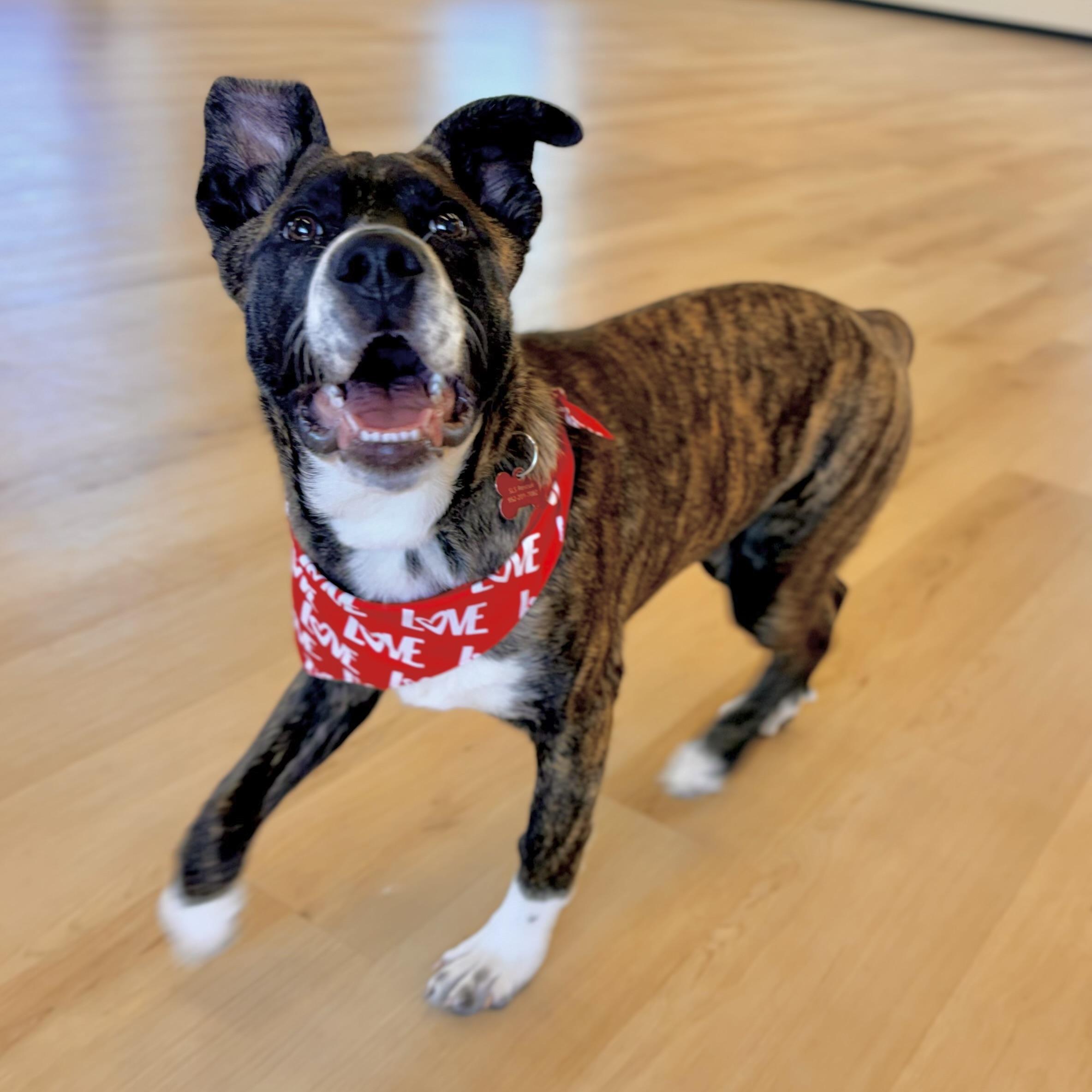 Enlarge Andy, a ADOPTABLE mixed breed in Prior Lake, MN image 6/6