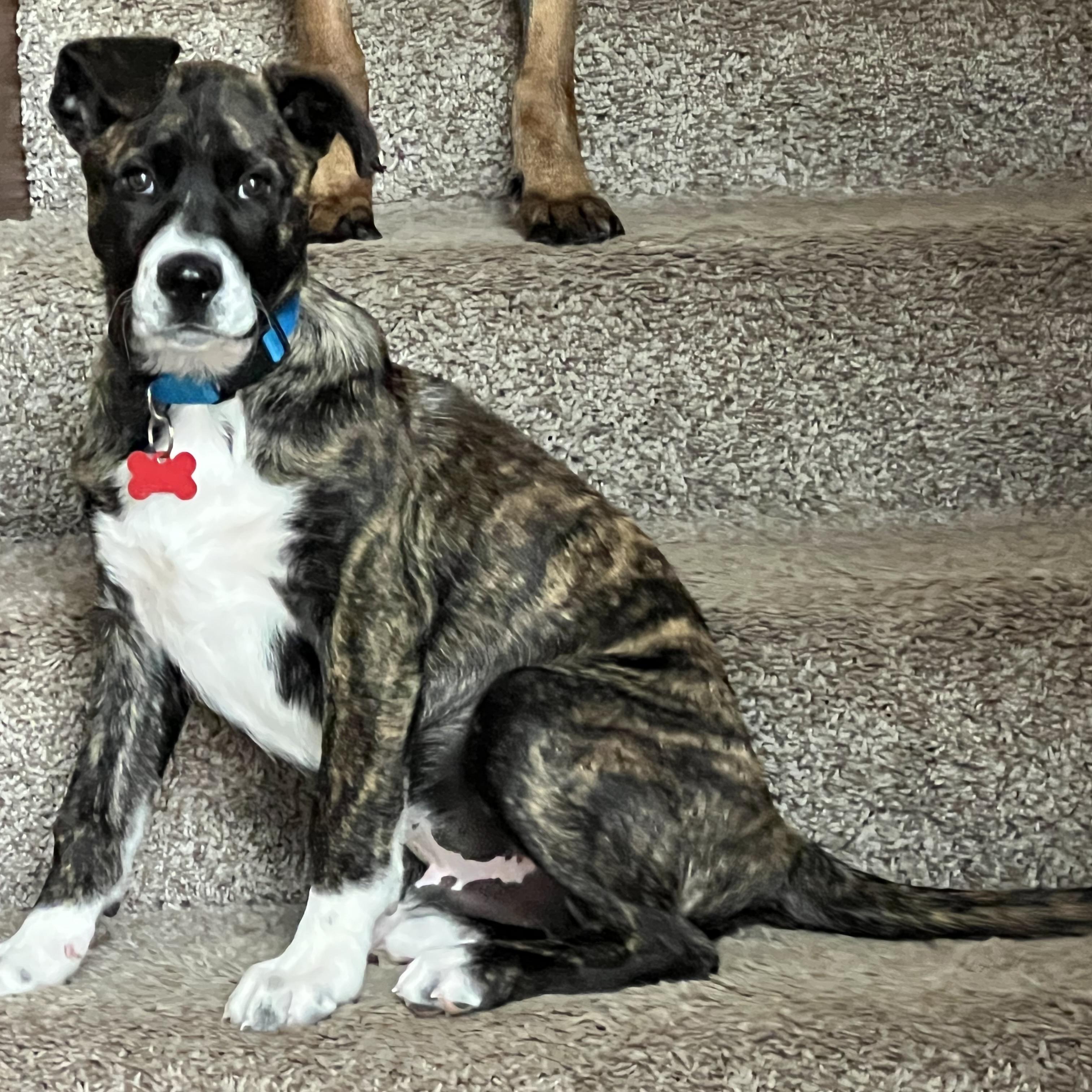 Enlarge Andy, a ADOPTABLE mixed breed in Prior Lake, MN image 6/6