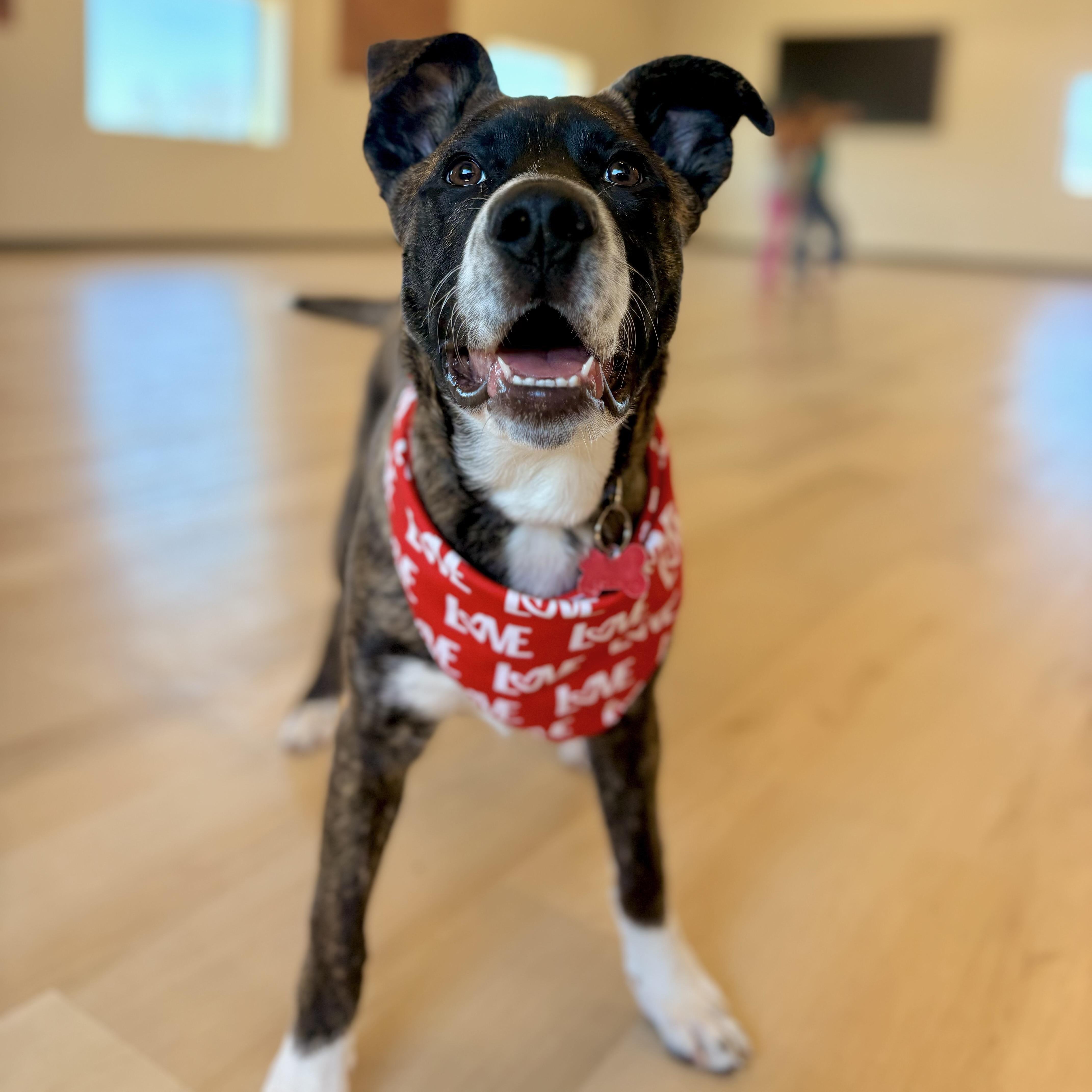 Enlarge Andy, a ADOPTABLE mixed breed in Prior Lake, MN image 3/6