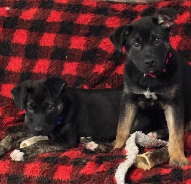 Enlarge Blitz, a Adoptable mixed breed in Seattle, WA image 1/6