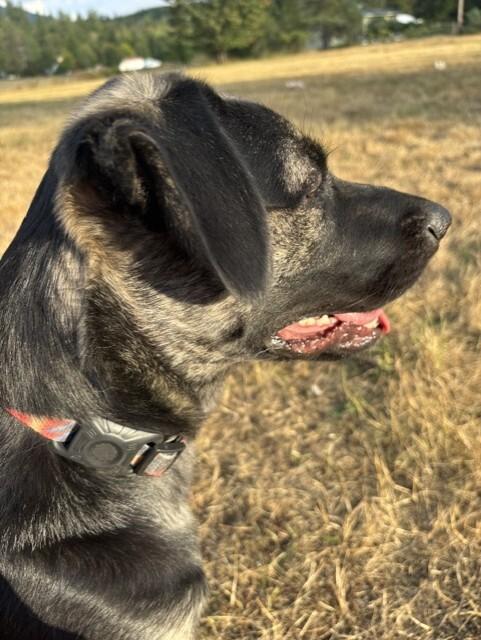 Enlarge Blitz, a Adoptable mixed breed in Seattle, WA image 2/6