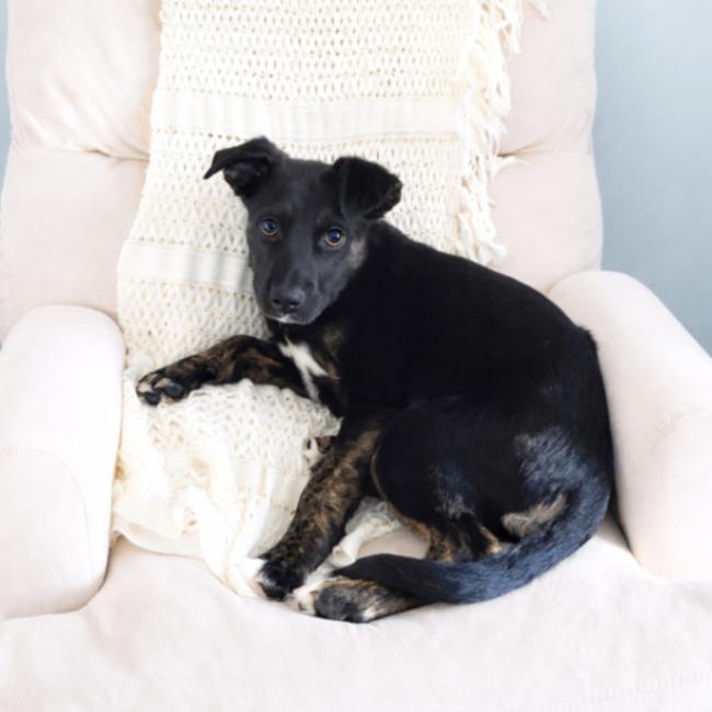 Blitz, Adoptable, Young Male German Shepherd Dog.