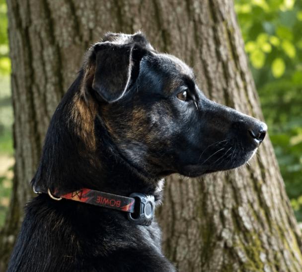 Enlarge Blitz, a Adoptable mixed breed in Seattle, WA image 3/6