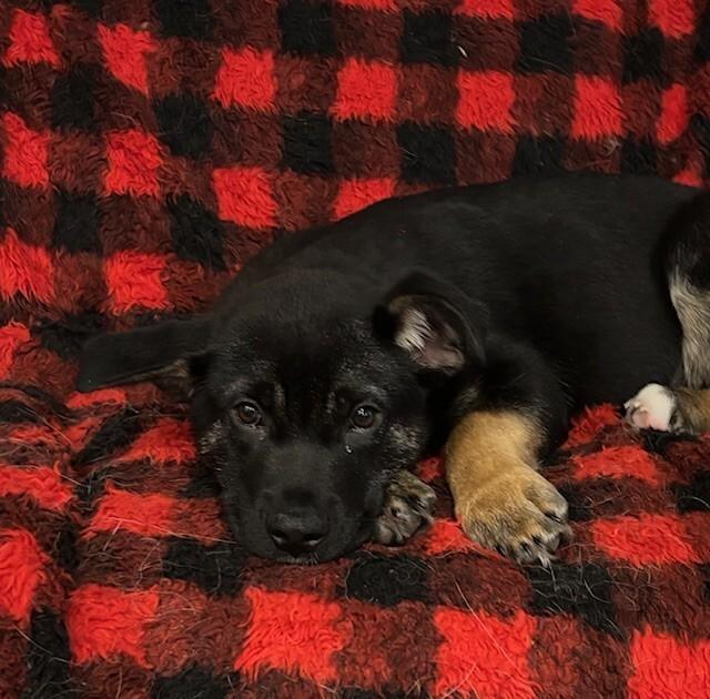 Enlarge Blitz, a Adoptable mixed breed in Seattle, WA image 5/6