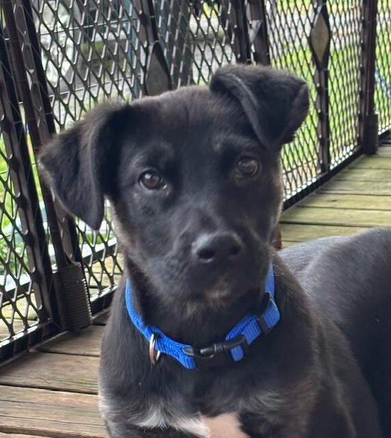 Enlarge Blitz, a Adoptable mixed breed in Seattle, WA image 6/6