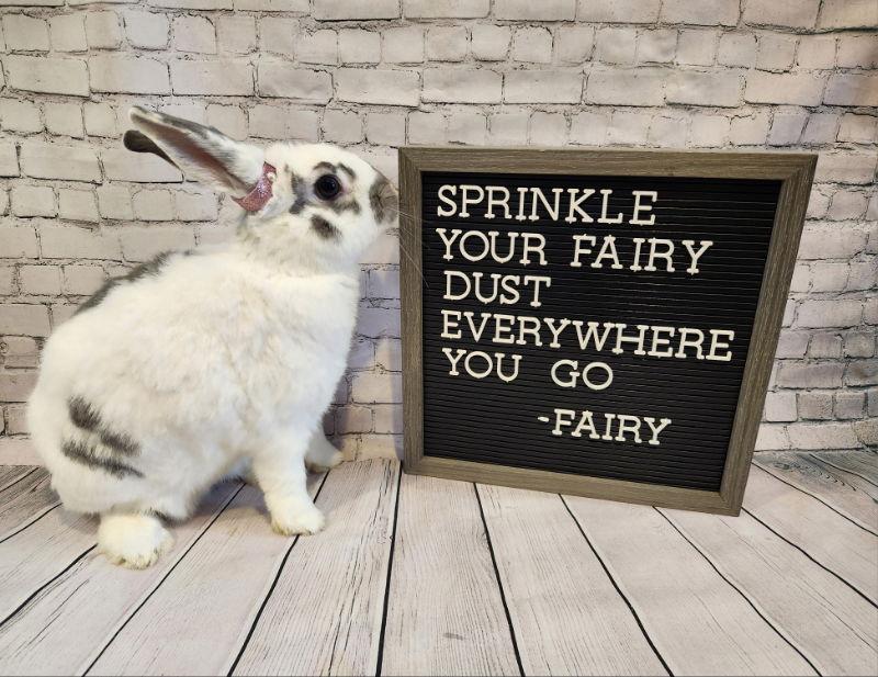 Fairy, Adoptable, Adult Female Bunny Rabbit.