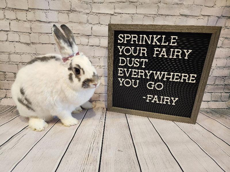 Enlarge Fairy, a Adoptable Bunny Rabbit in Columbus, OH image 2/3