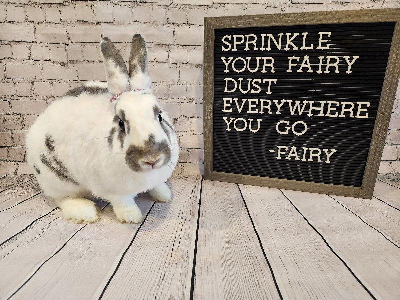 Enlarge Fairy, a Adoptable Bunny Rabbit in Columbus, OH image 3/3