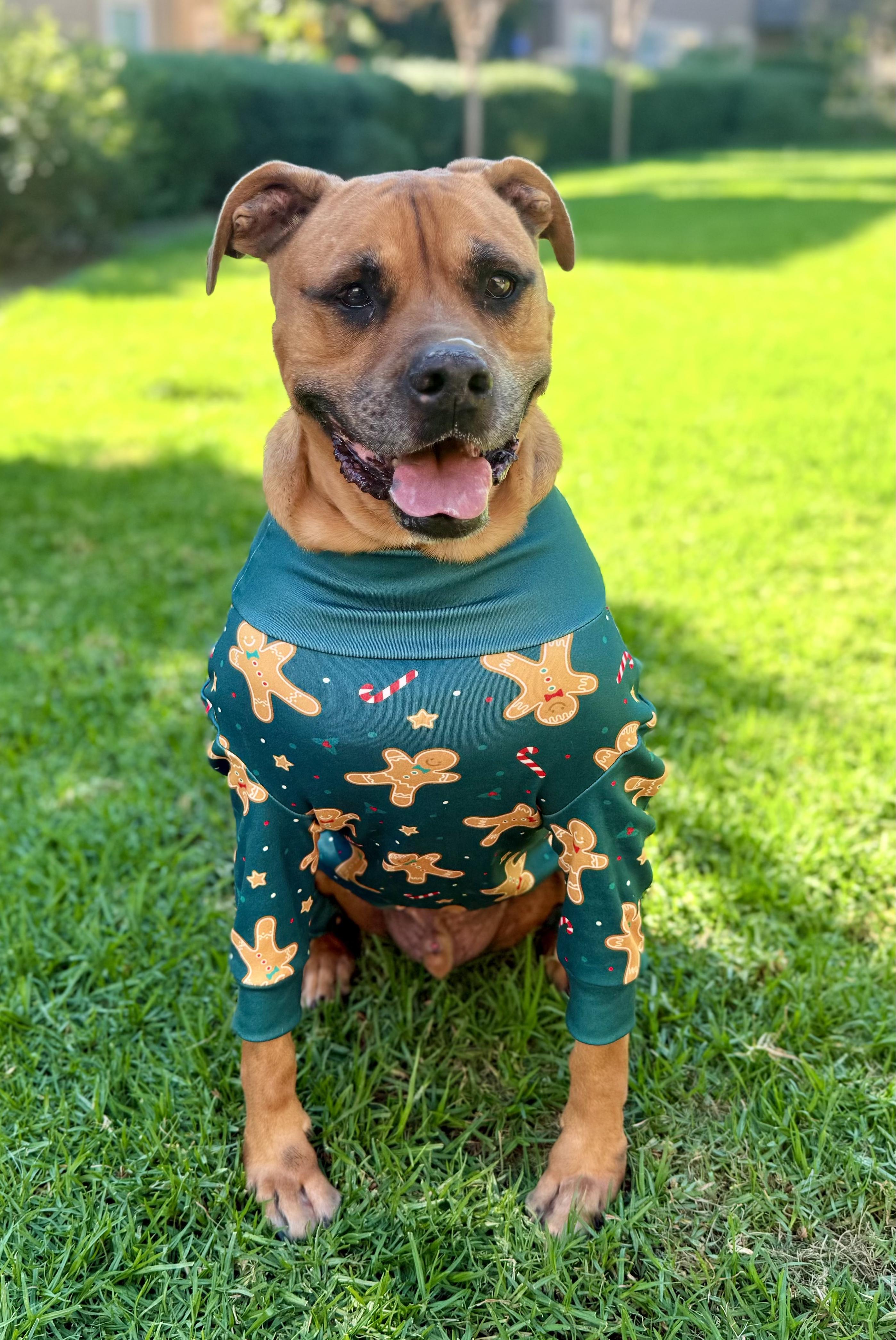 Cjay - Goofy Derp who will keep you laughing :), a Adoptable mixed breed in Palm Springs, CA image 3/5