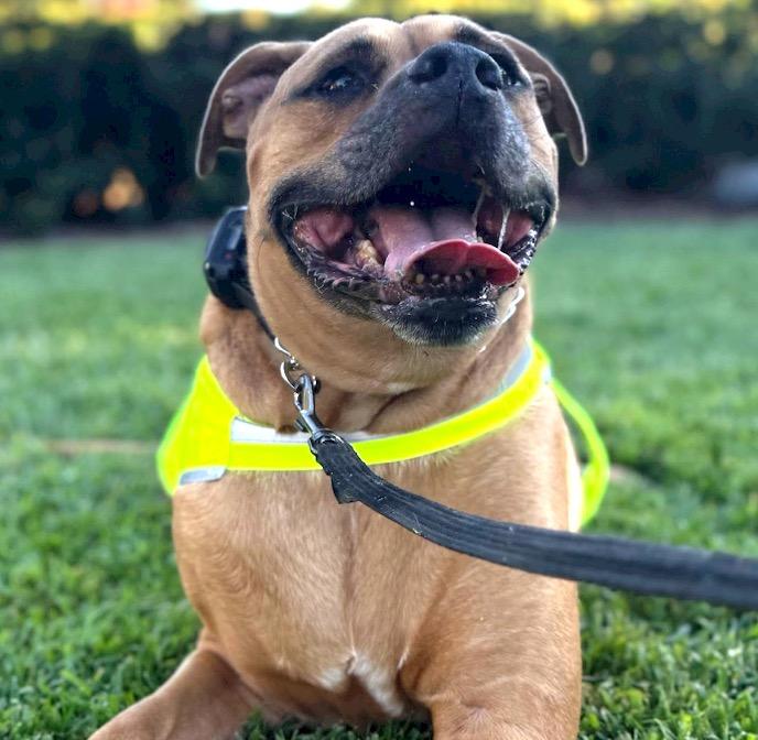 Cjay - Goofy Derp who will keep you laughing :), a Adoptable mixed breed in Palm Springs, CA image 5/5