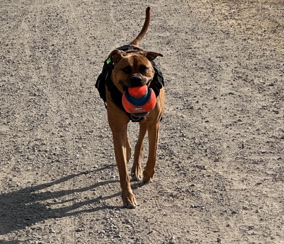 Cjay - Goofy Derp who will keep you laughing :), a Adoptable mixed breed in Palm Springs, CA image 4/5