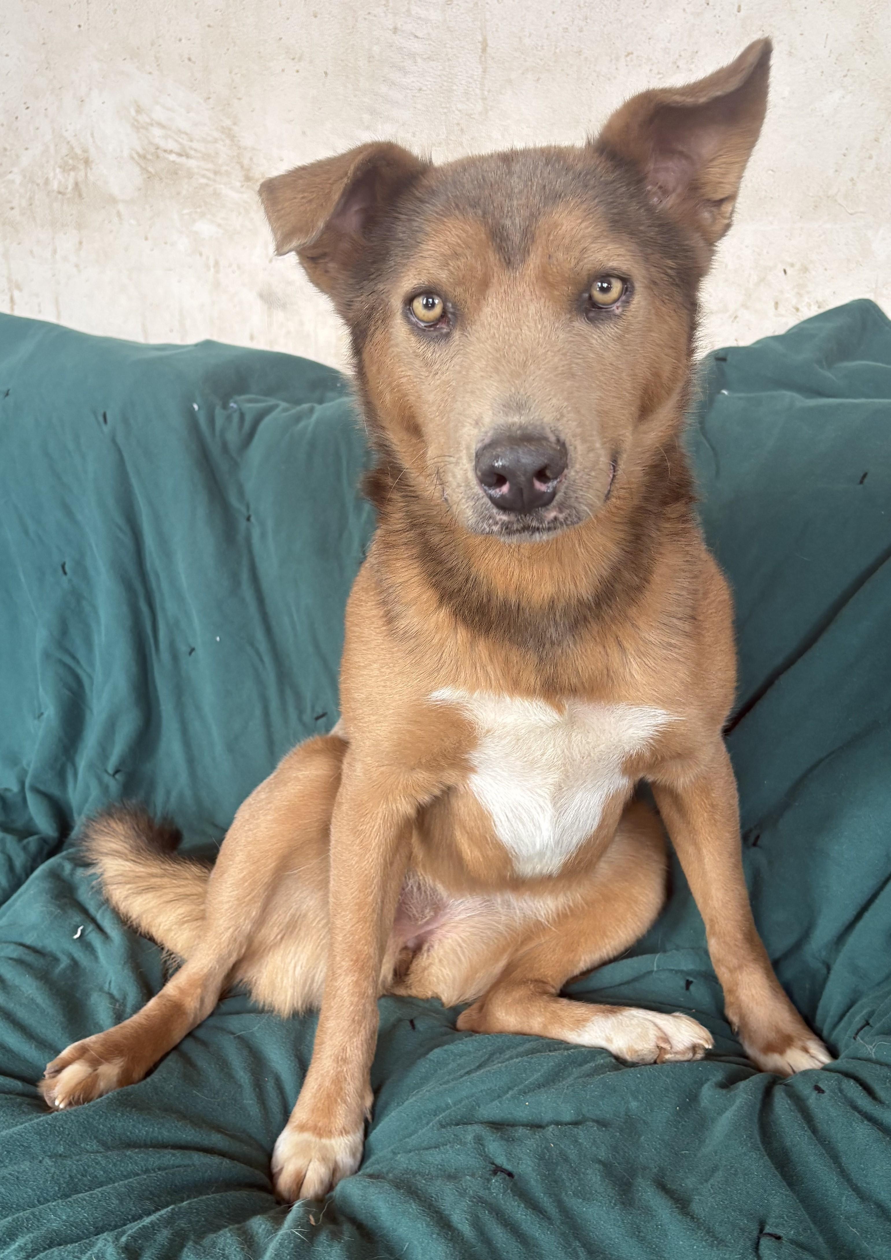 Enlarge Caramello, a Adoptable Cattle Dog in Farmington, NM image 1/3