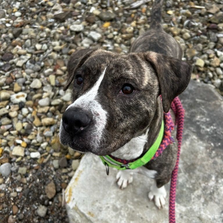 Enlarge Pearl, a Adoptable mixed breed in Youngstown, OH image 2/5