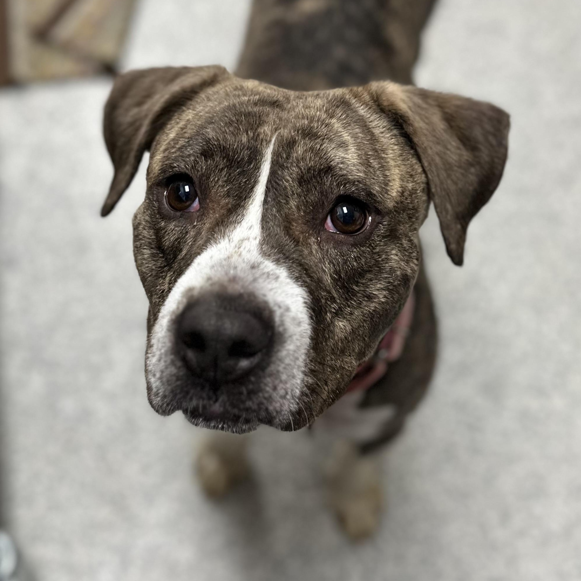 Enlarge Pearl, a Adoptable mixed breed in Youngstown, OH image 1/5