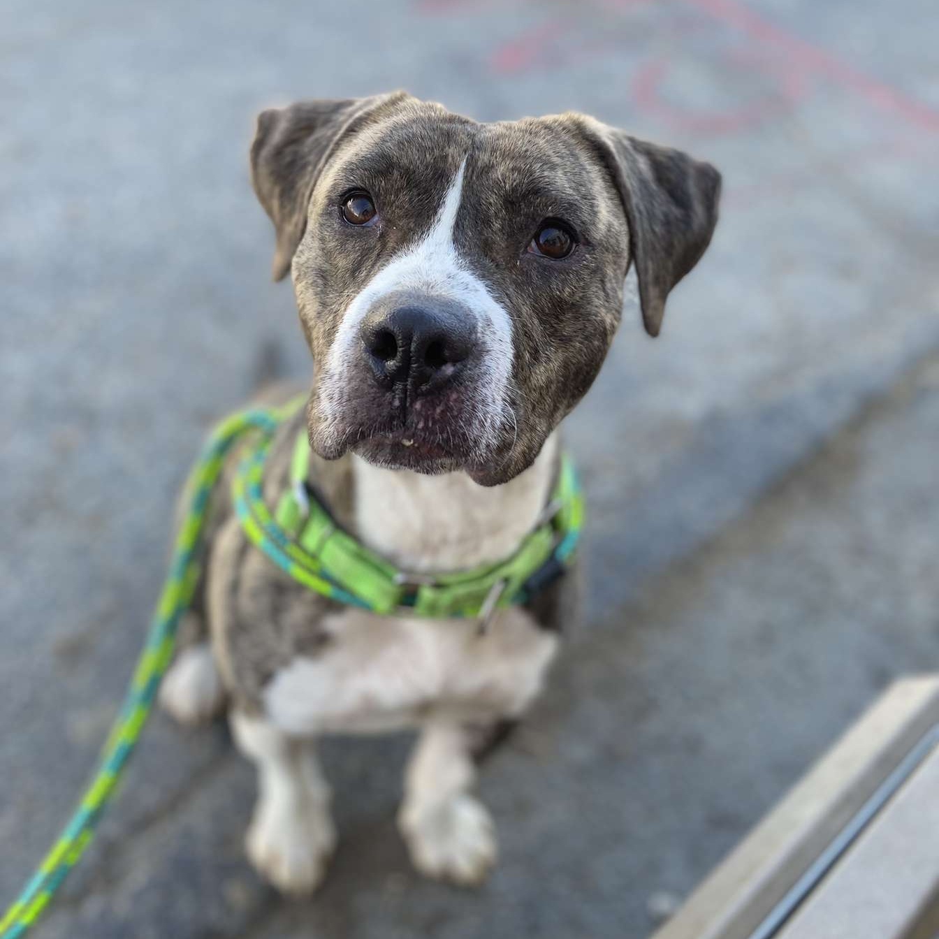 Enlarge Pearl, a Adoptable mixed breed in Youngstown, OH image 3/5