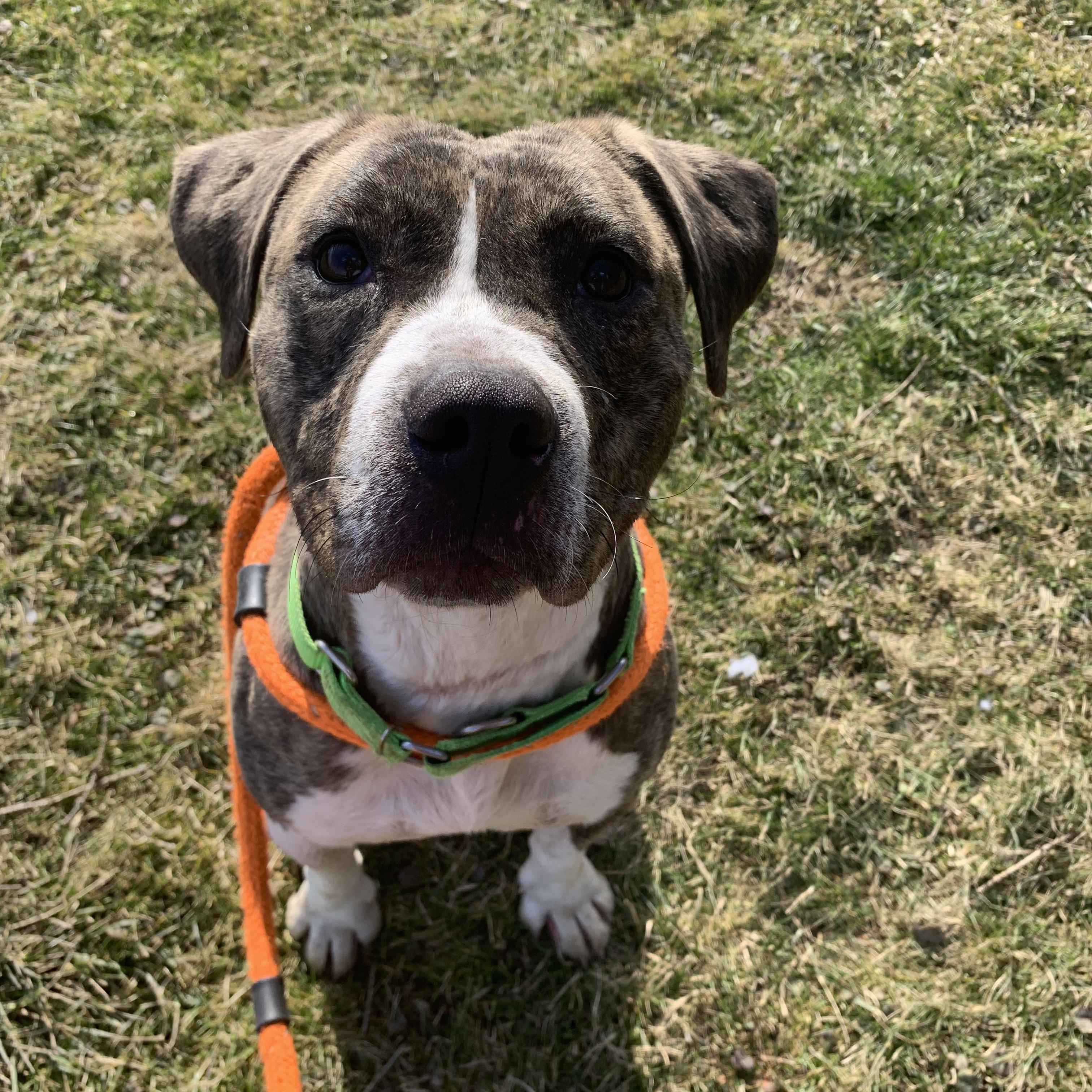 Pearl, an adoptable Mixed Breed in Youngstown, OH, 44512 | Photo Image 4
